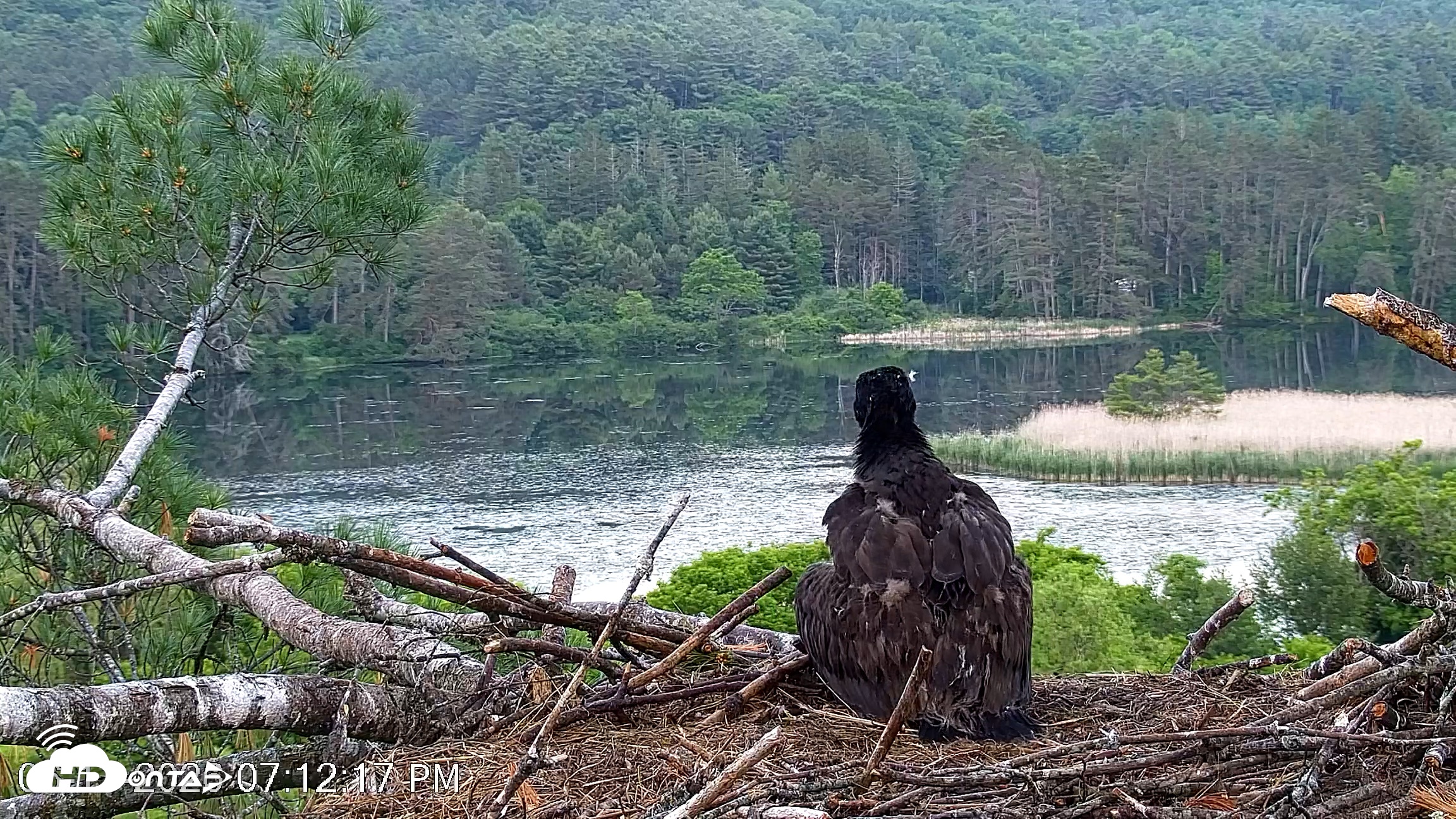 Snapshot of VINS Bald Eagles Nest Live Cams taken Jun 11, 2026, 7:13pm EDT