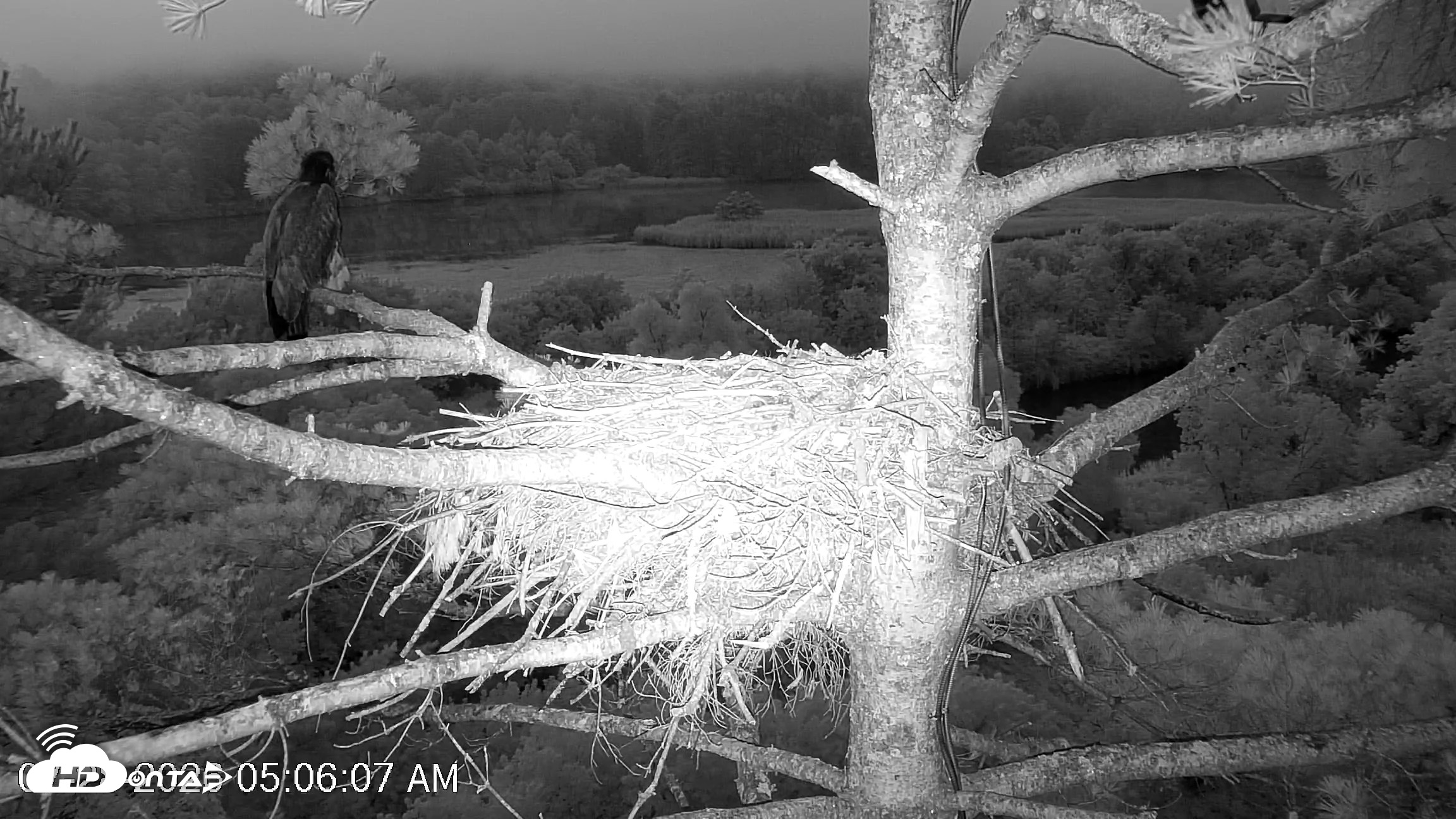 Snapshot of VINS Bald Eagles Nest Live Cams taken Jul 28, 2026, 5:06am EDT