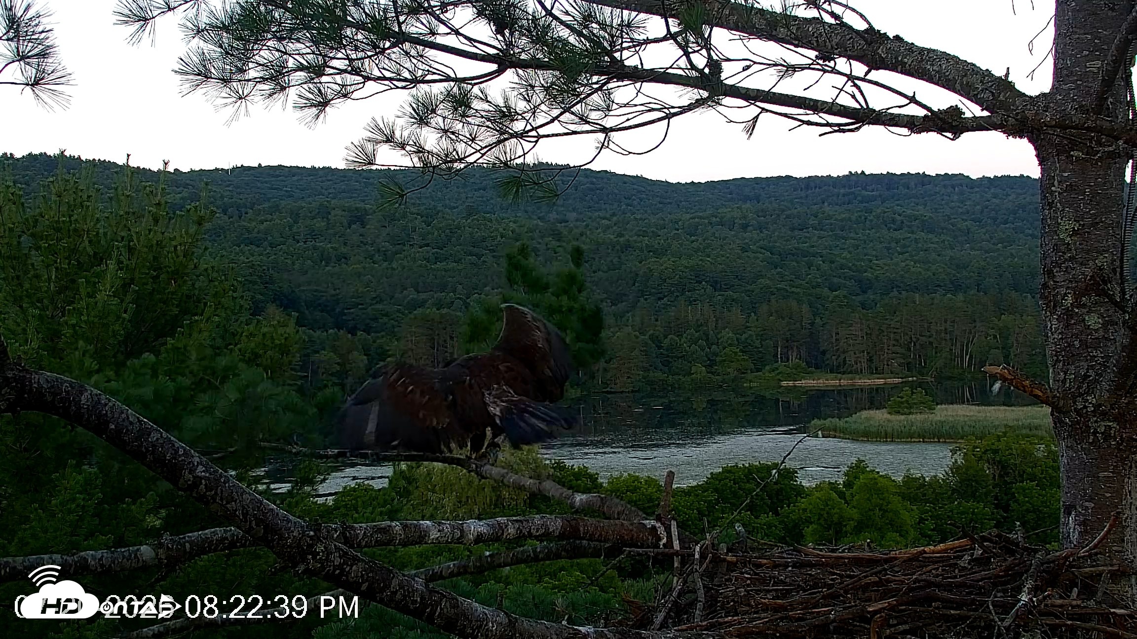 Snapshot of VINS Bald Eagles Nest Live Cams taken Jul 20, 2026, 8:23pm EDT