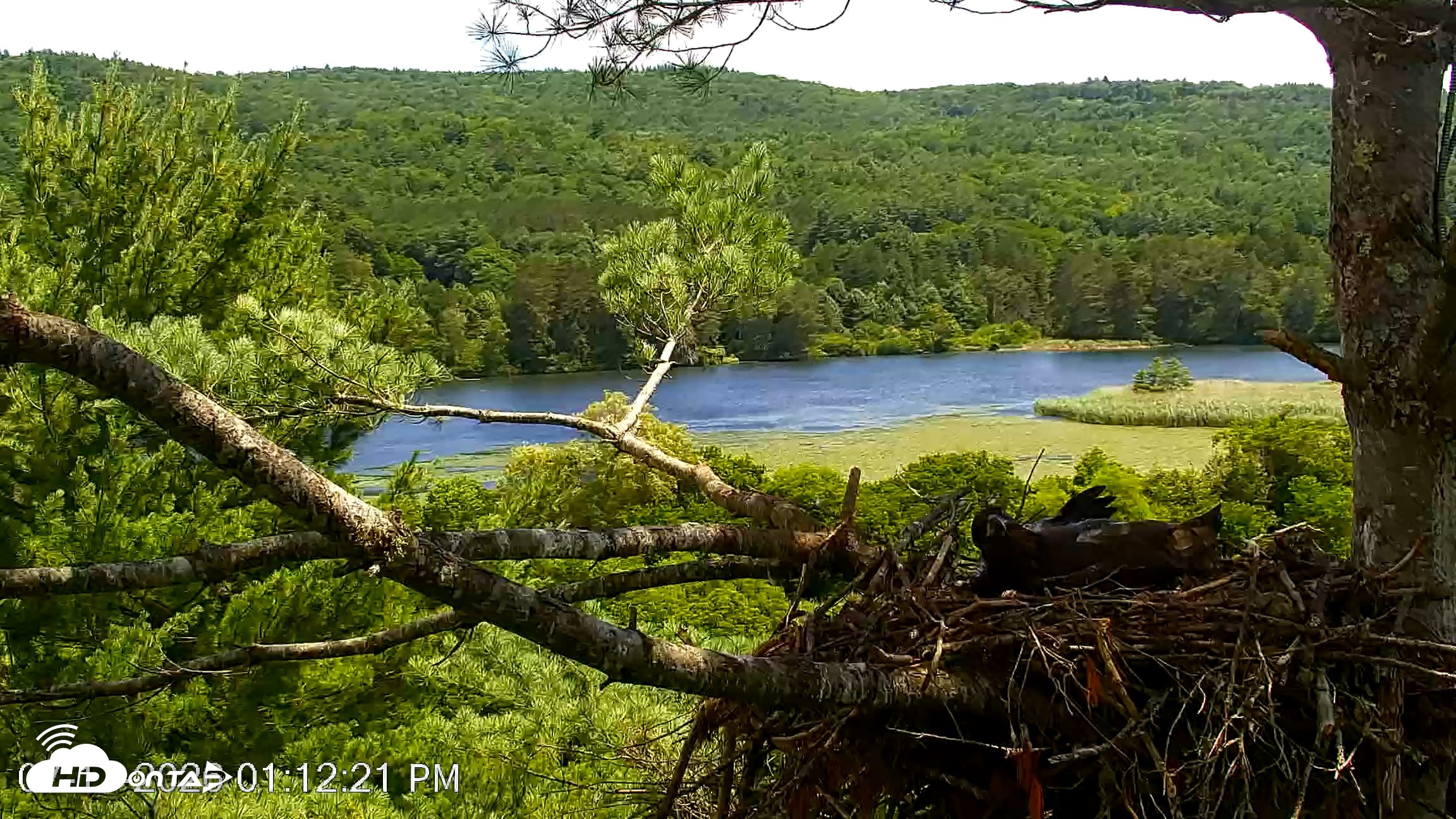 Snapshot of VINS Bald Eagles Nest Live Cams taken Jul 17, 2026, 1:13pm EDT