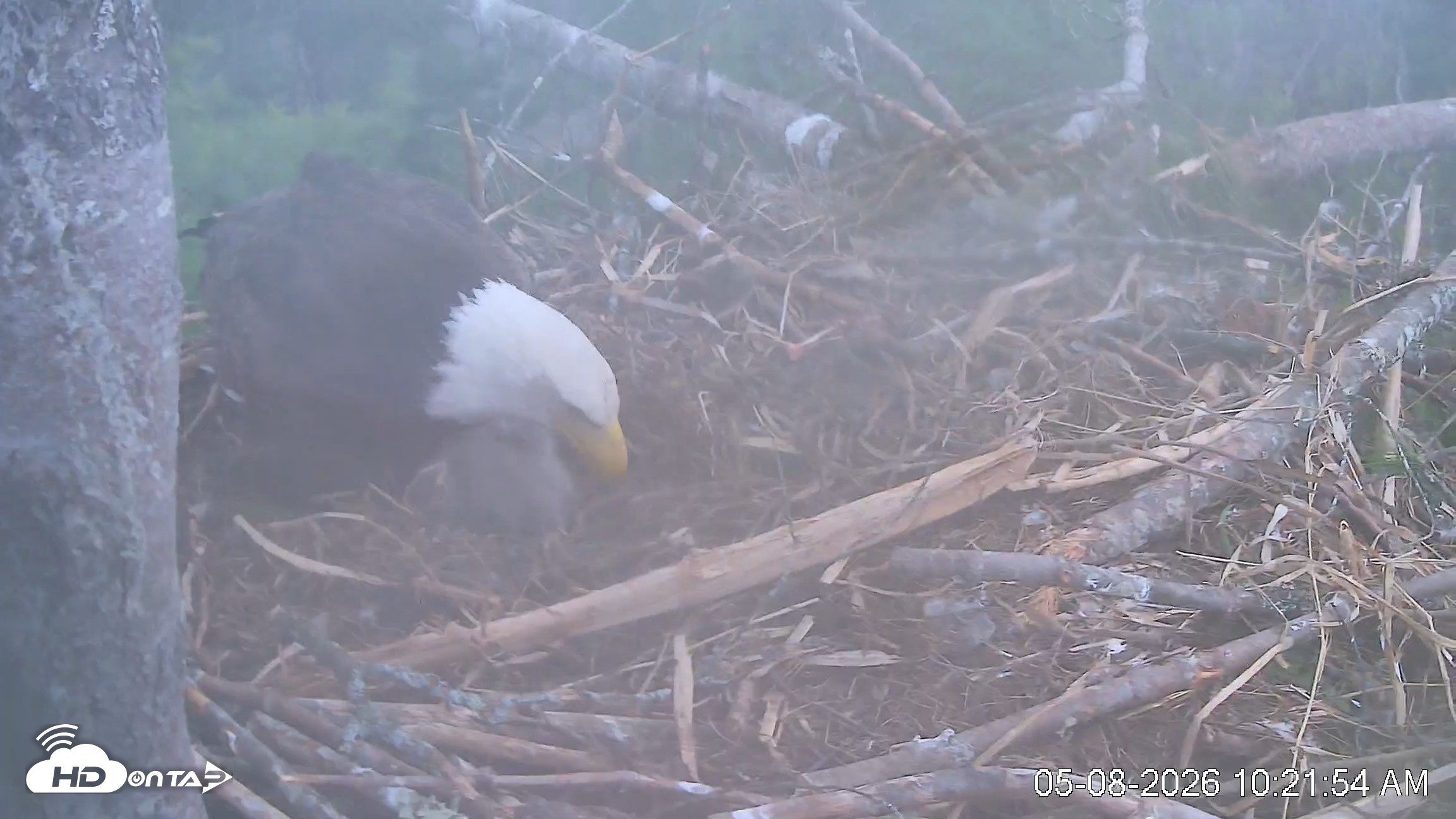 Snapshot of VINS Bald Eagles Nest Live Cams taken May 8, 2026, 10:22am EDT