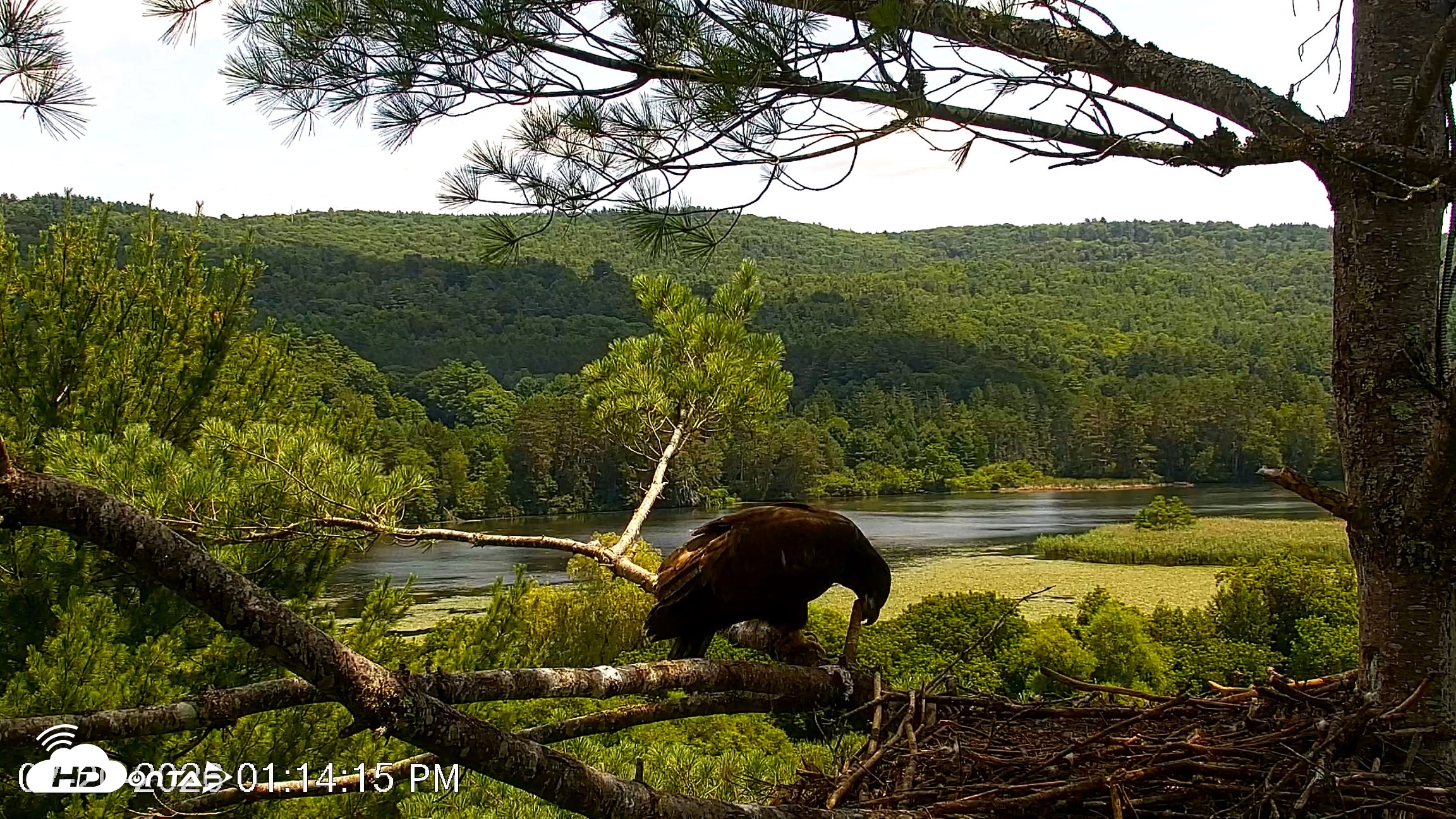 Snapshot of VINS Bald Eagles Nest Live Cams taken Jul 20, 2026, 1:15pm EDT