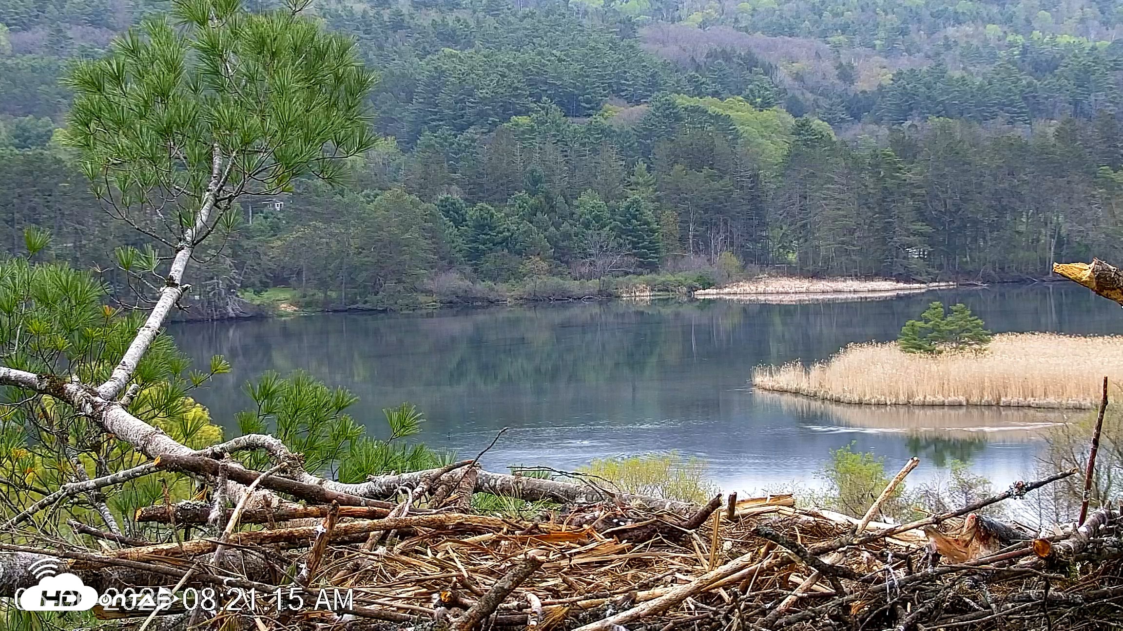 Snapshot of VINS Bald Eagles Nest Live Cams taken May 6, 2026, 8:22am EDT