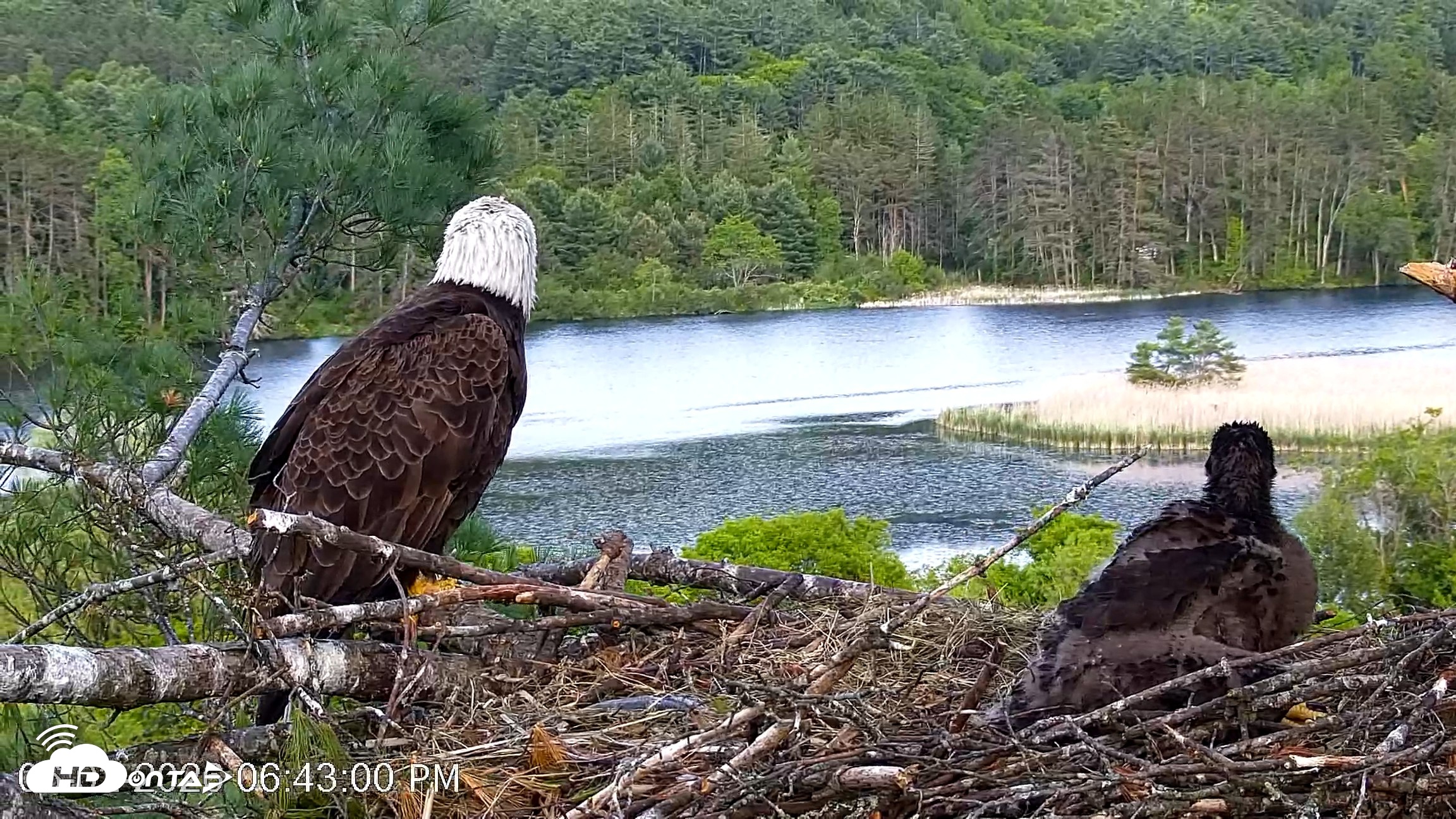 Snapshot of VINS Bald Eagles Nest Live Cams taken Jun 2, 2026, 6:43pm EDT