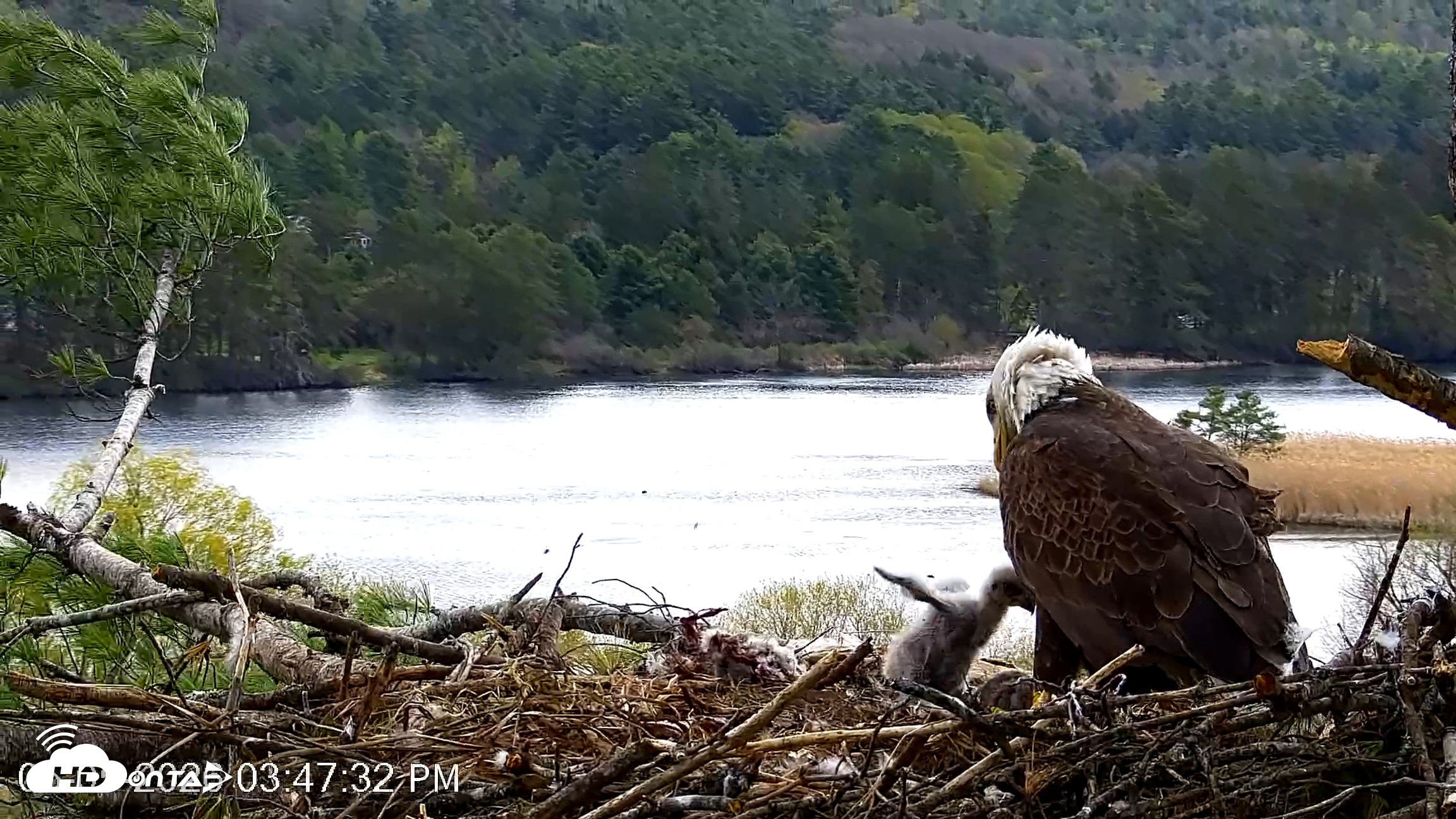 Snapshot of VINS Bald Eagles Nest Live Cams taken May 5, 2026, 3:48pm EDT