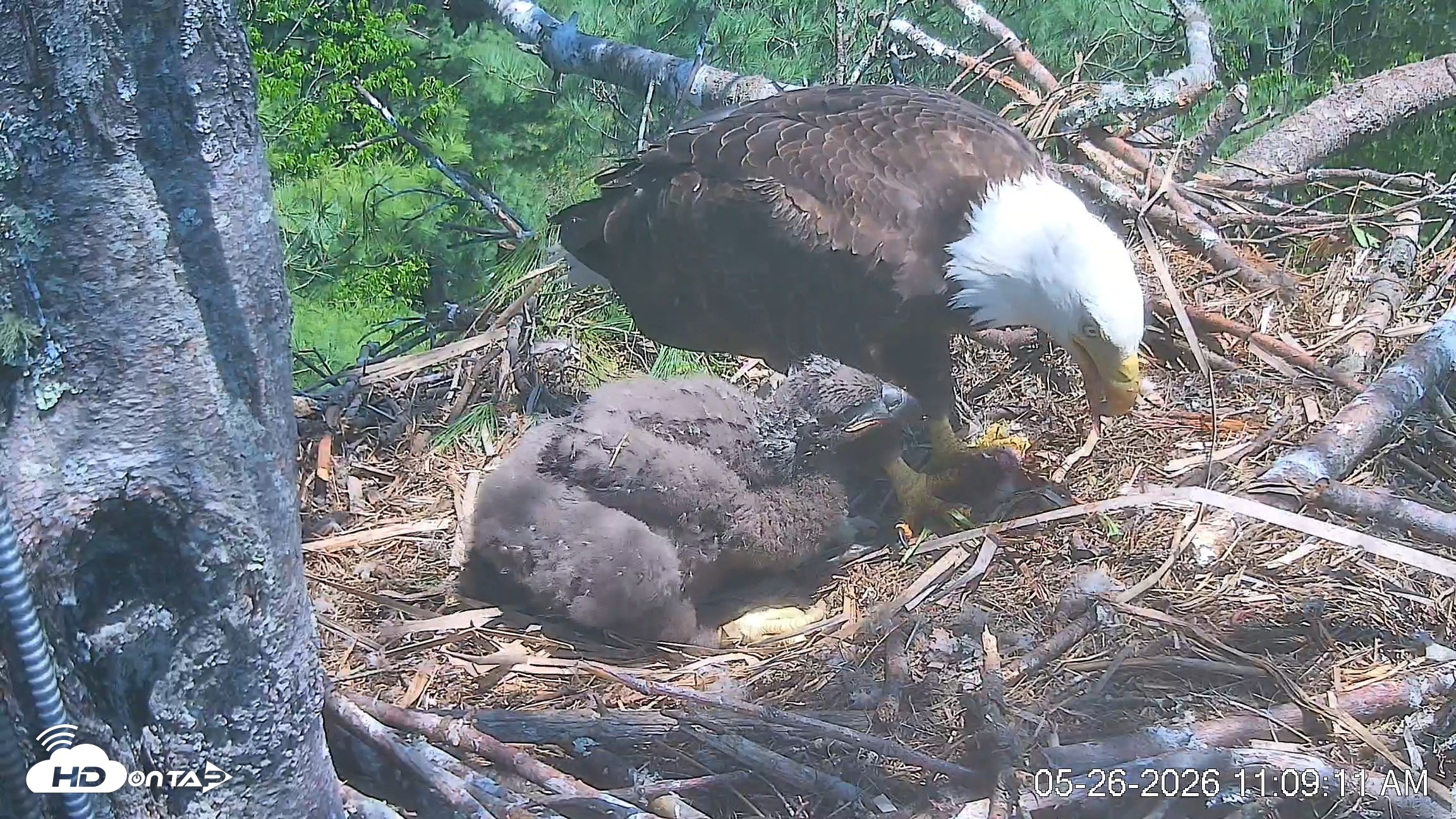 Snapshot of VINS Bald Eagles Nest Live Cams taken May 26, 2026, 11:09am EDT