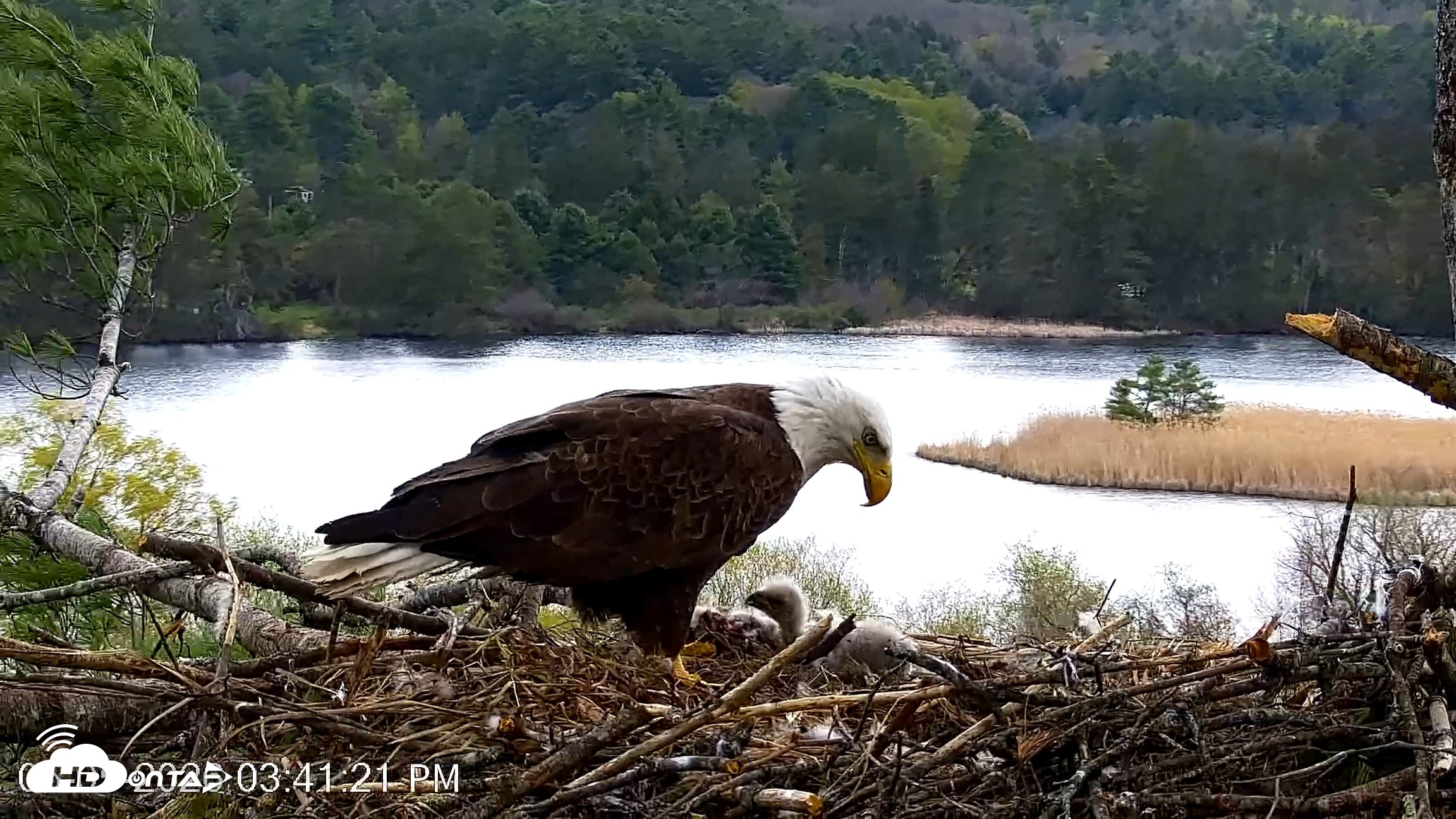 Snapshot of VINS Bald Eagles Nest Live Cams taken May 5, 2026, 3:42pm EDT