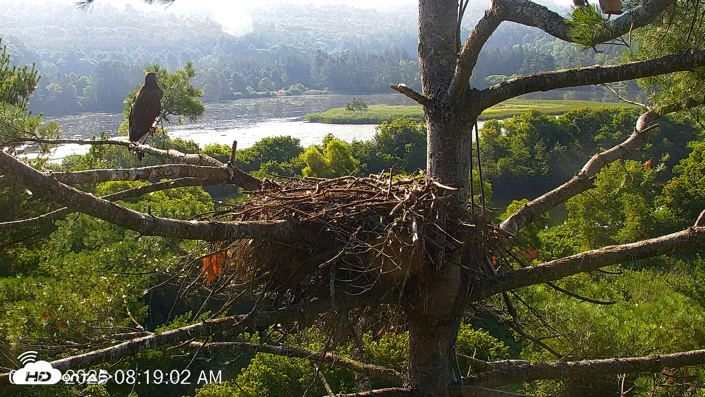 Snapshot of VINS Bald Eagles Nest Live Cams taken Jul 27, 2026, 8:20am EDT