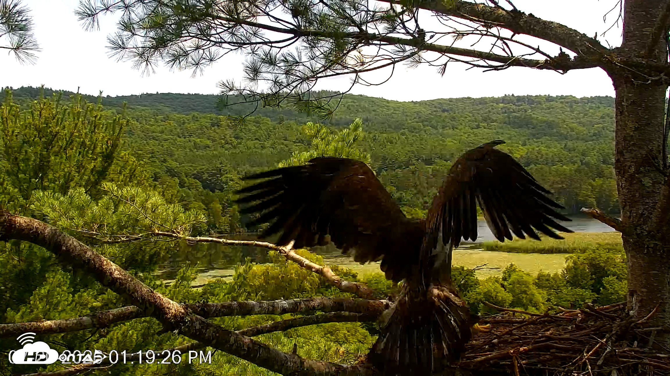 Snapshot of VINS Bald Eagles Nest Live Cams taken Jul 20, 2026, 1:20pm EDT