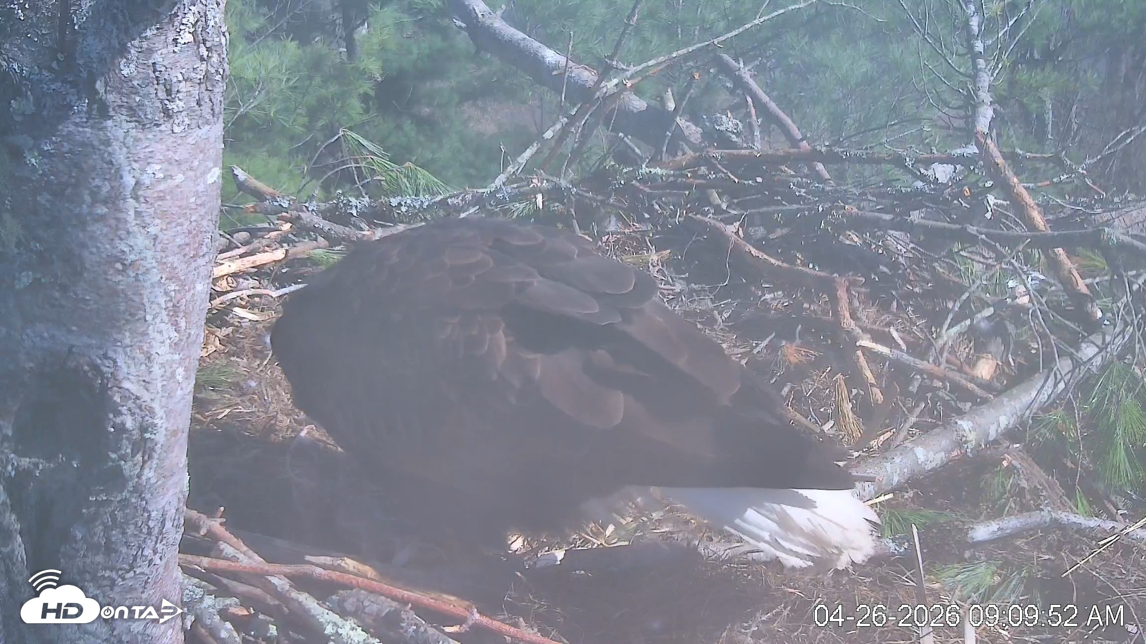 Snapshot of VINS Bald Eagles Nest Live Cams taken Apr 26, 2026, 9:10am EDT