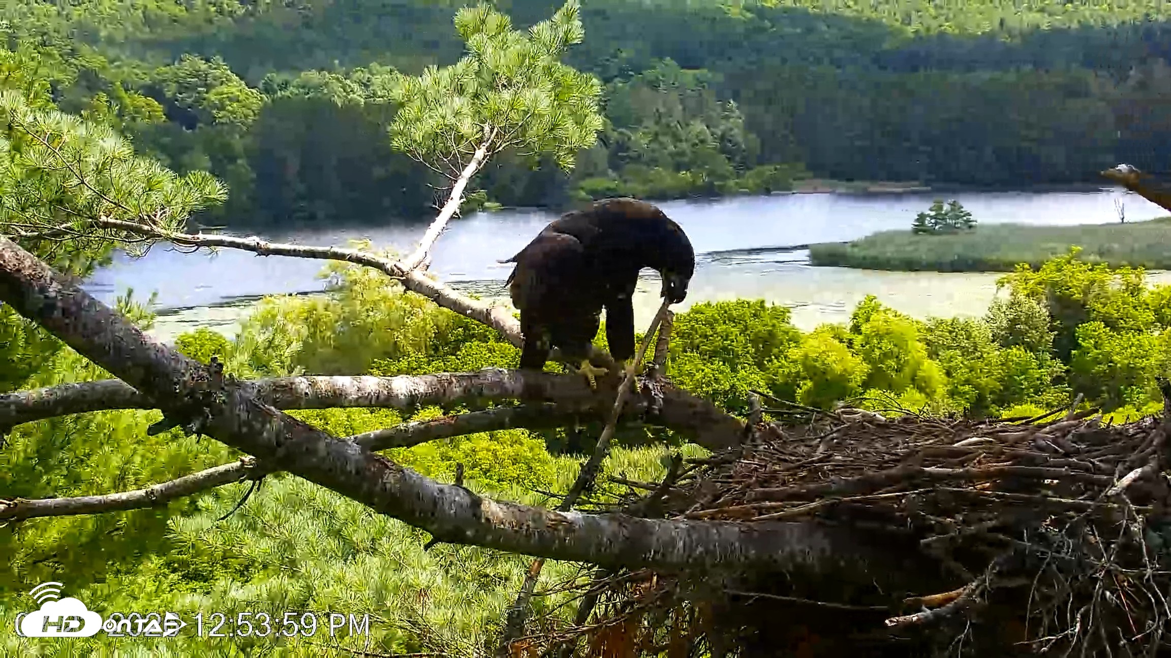Snapshot of VINS Bald Eagles Nest Live Cams taken Jul 23, 2026, 12:54pm EDT