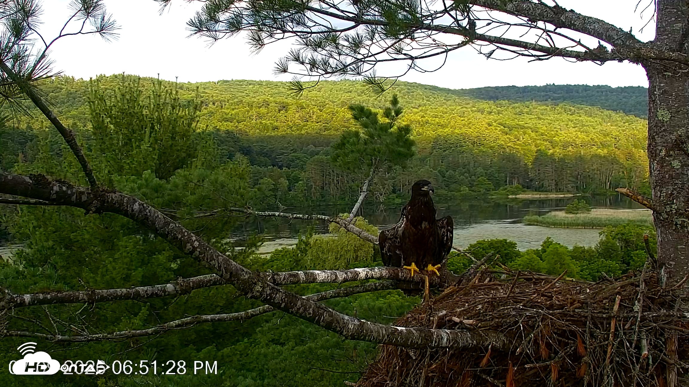 Snapshot of VINS Bald Eagles Nest Live Cams taken Jul 9, 2026, 6:52pm EDT