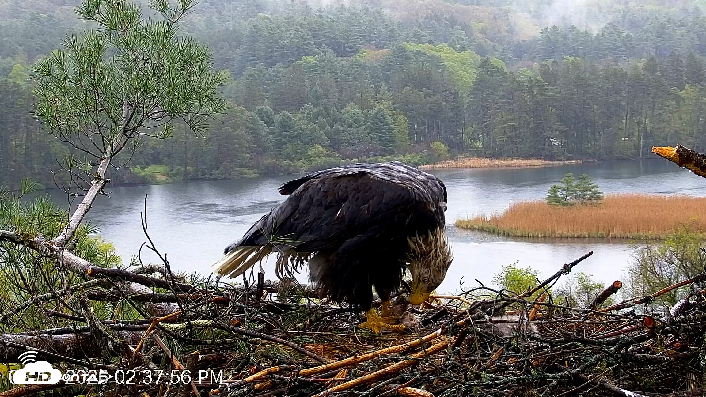 Snapshot of VINS Bald Eagles Nest Live Cams taken May 14, 2026, 2:38pm EDT