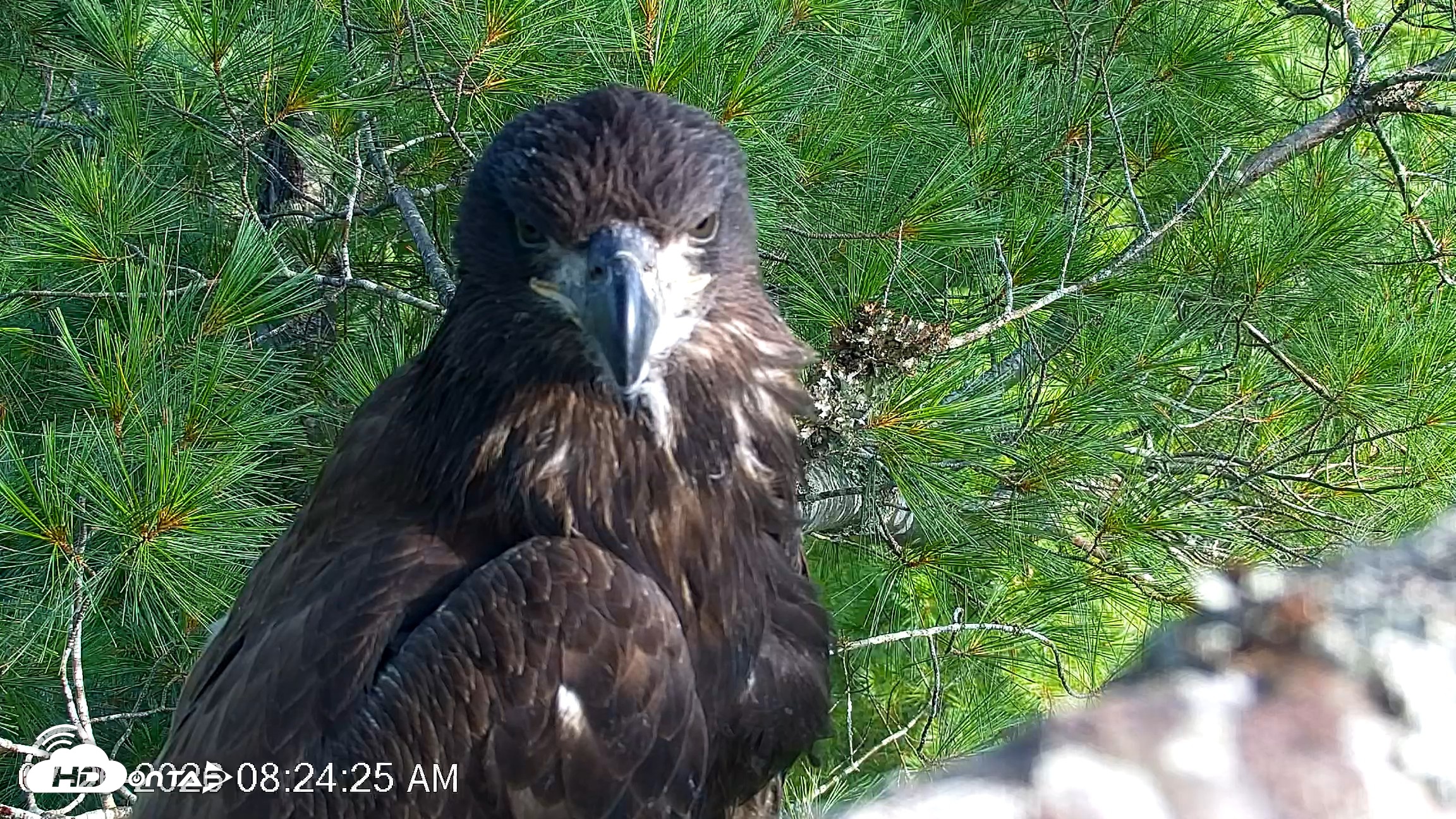 Snapshot of VINS Bald Eagles Nest Live Cams taken Jul 26, 2026, 8:25am EDT