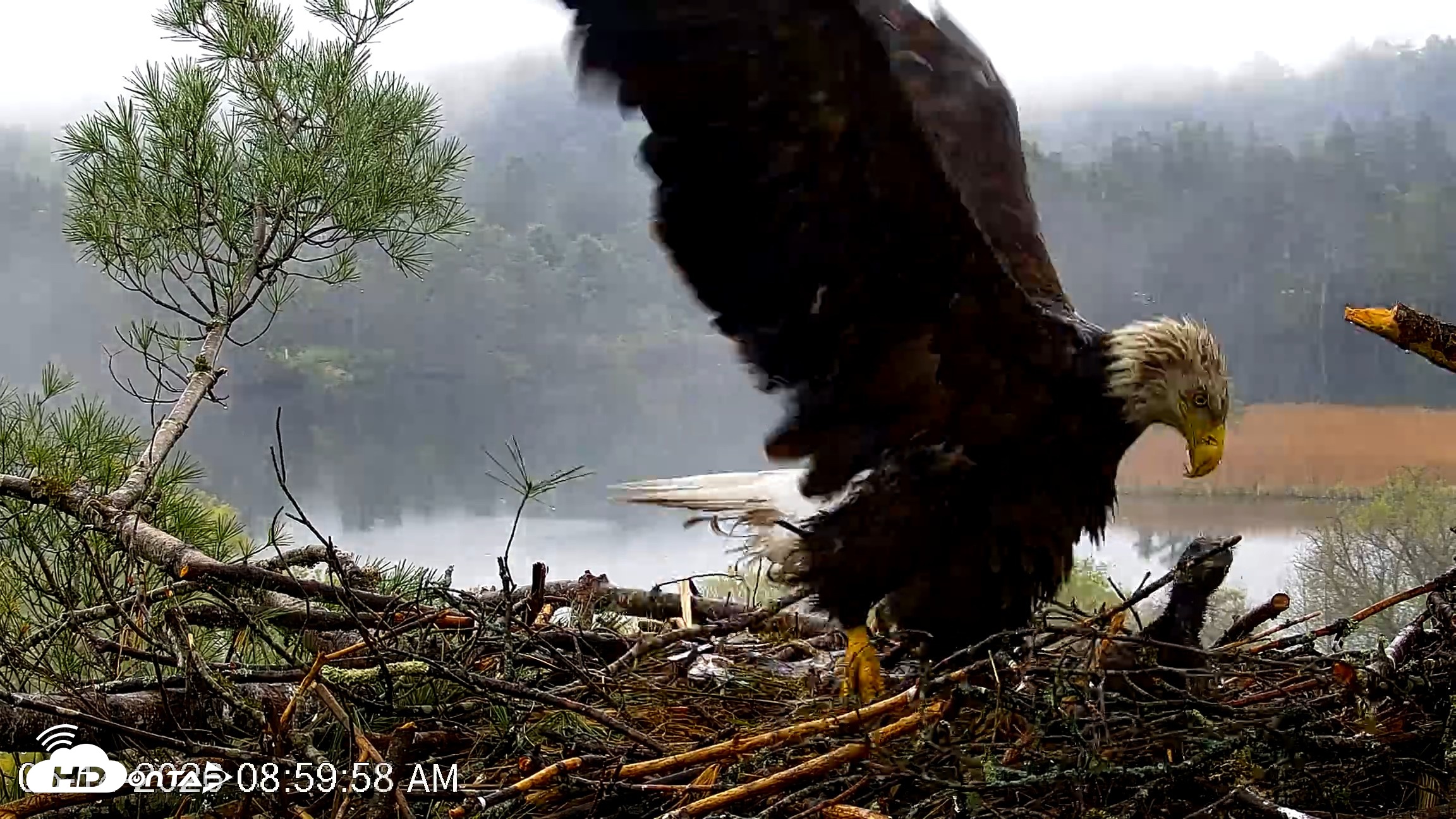 Snapshot of VINS Bald Eagles Nest Live Cams taken May 14, 2026, 9:00am EDT