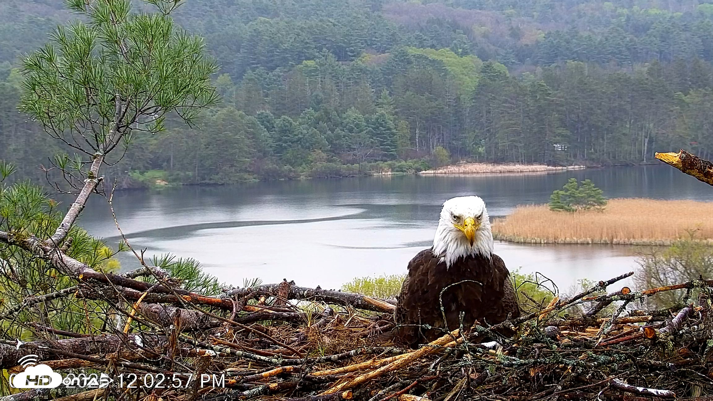 Snapshot of VINS Bald Eagles Nest Live Cams taken May 10, 2026, 12:03pm EDT
