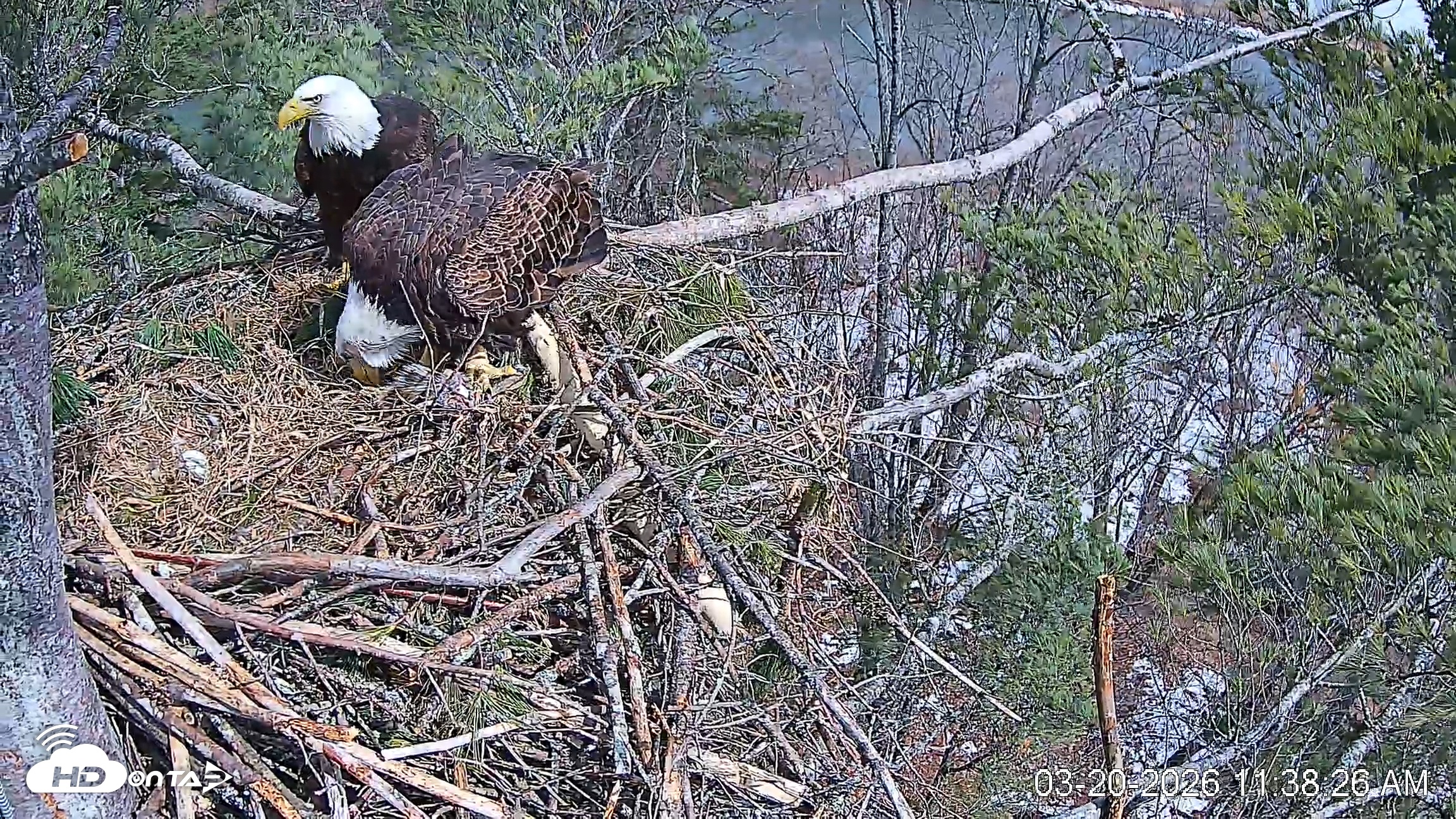 Snapshot of VINS Bald Eagles Nest Live Cams taken Mar 20, 2026, 11:39am EDT