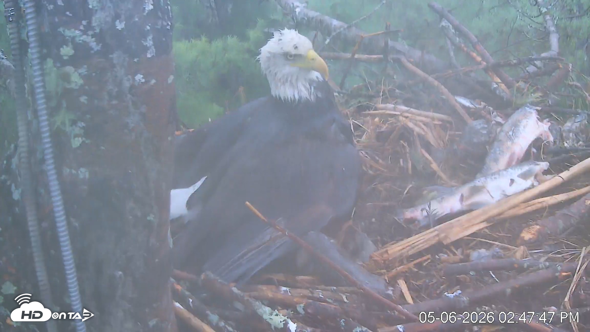 Snapshot of VINS Bald Eagles Nest Live Cams taken May 6, 2026, 2:48pm EDT