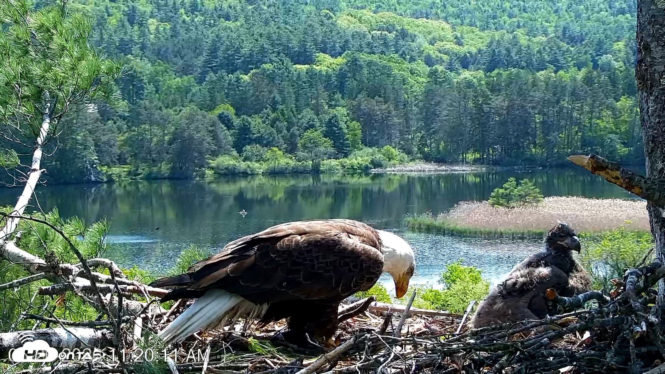 Snapshot of VINS Bald Eagles Nest Live Cams taken May 26, 2026, 11:20am EDT