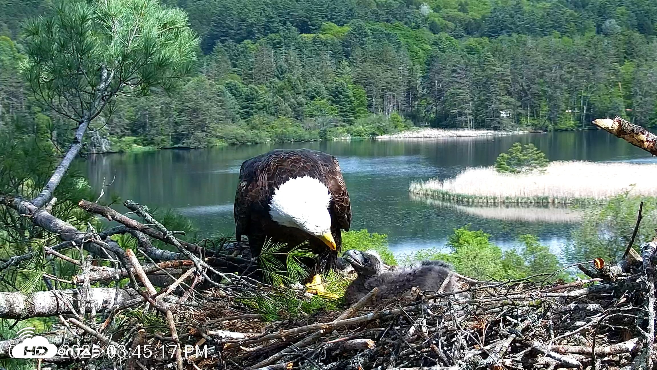 Snapshot of VINS Bald Eagles Nest Live Cams taken May 21, 2026, 3:46pm EDT