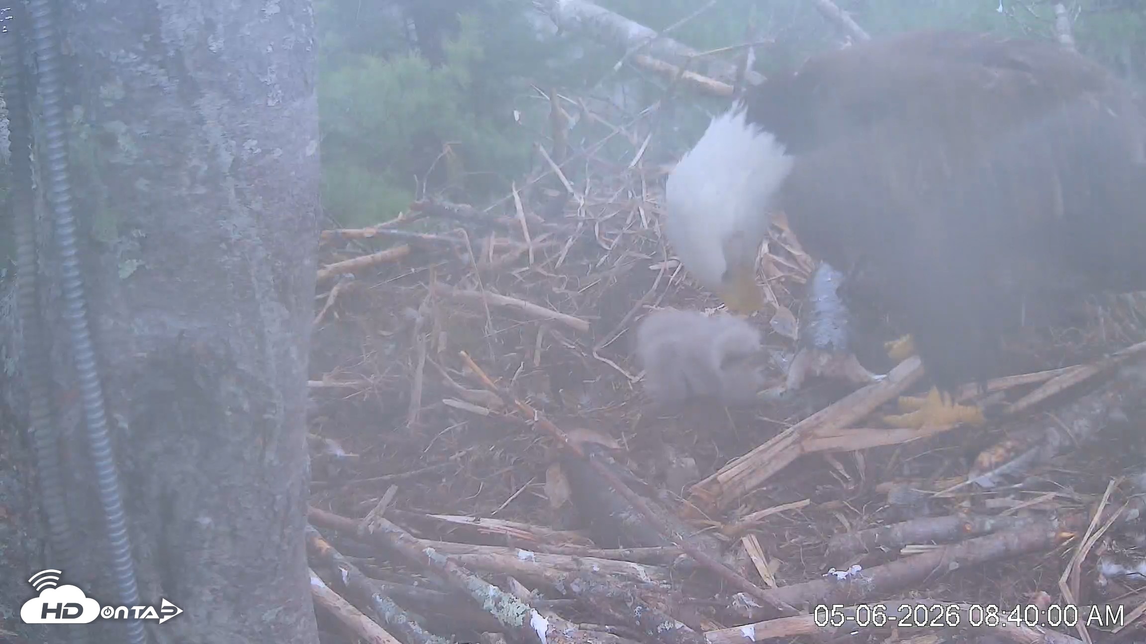Snapshot of VINS Bald Eagles Nest Live Cams taken May 6, 2026, 8:40am EDT
