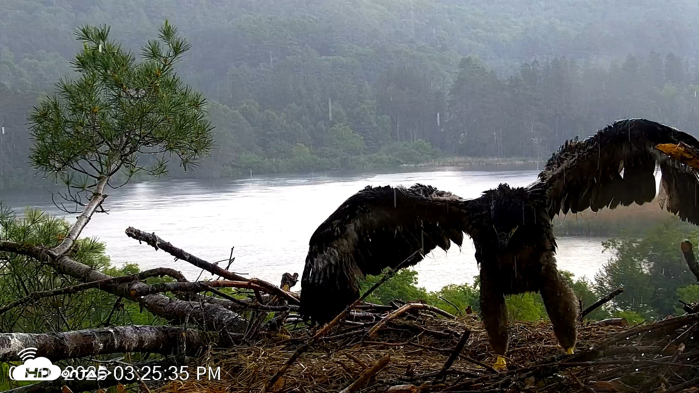 Snapshot of VINS Bald Eagles Nest Live Cams taken Jun 10, 2026, 3:26pm EDT