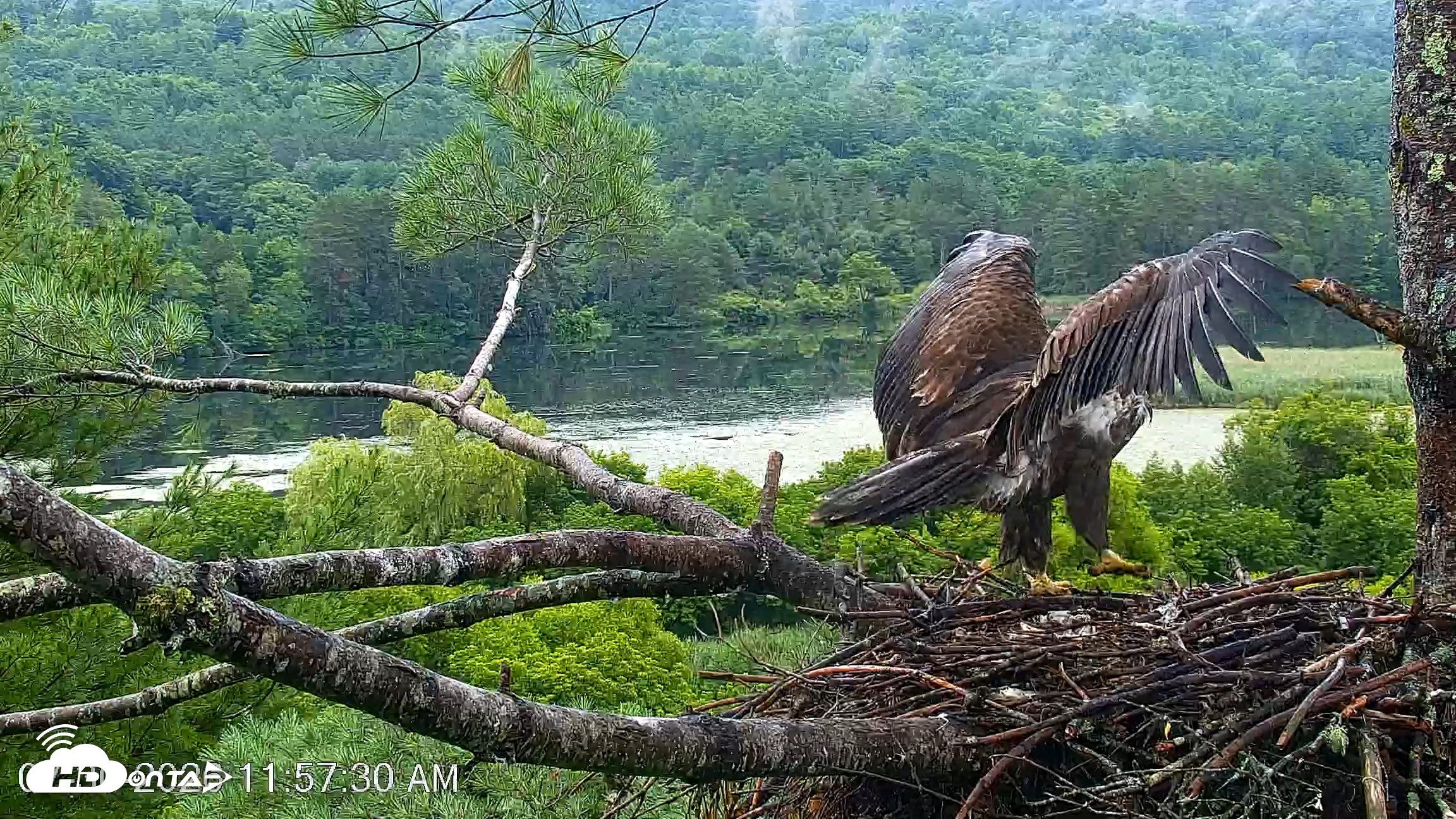 Snapshot of VINS Bald Eagles Nest Live Cams taken Jul 30, 2026, 11:58am EDT