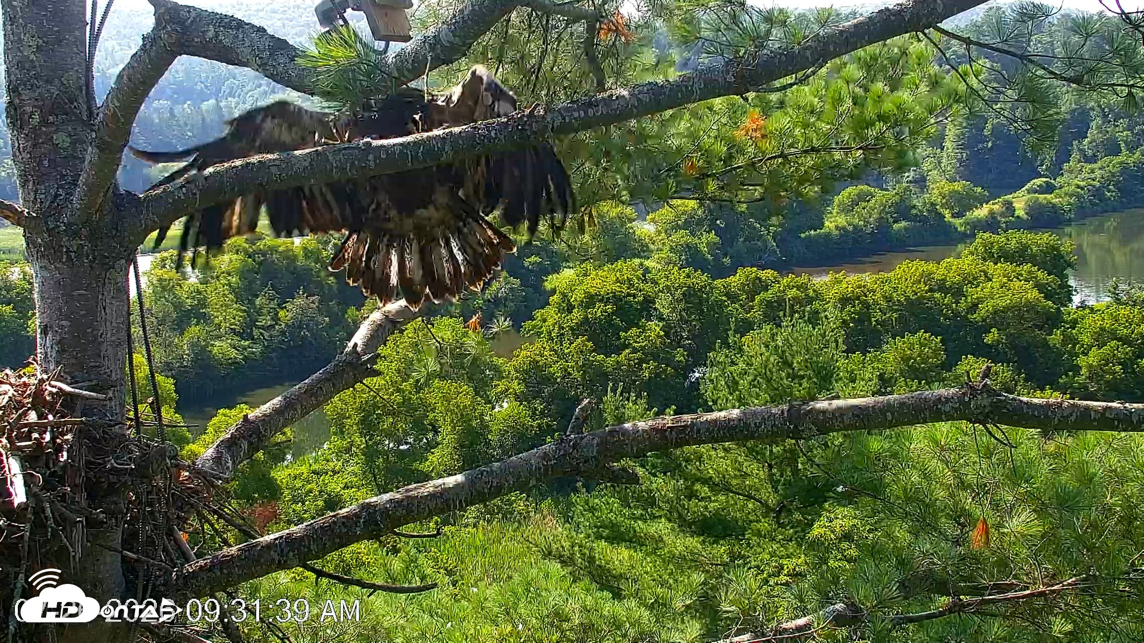 Snapshot of VINS Bald Eagles Nest Live Cams taken Jul 26, 2026, 9:32am EDT