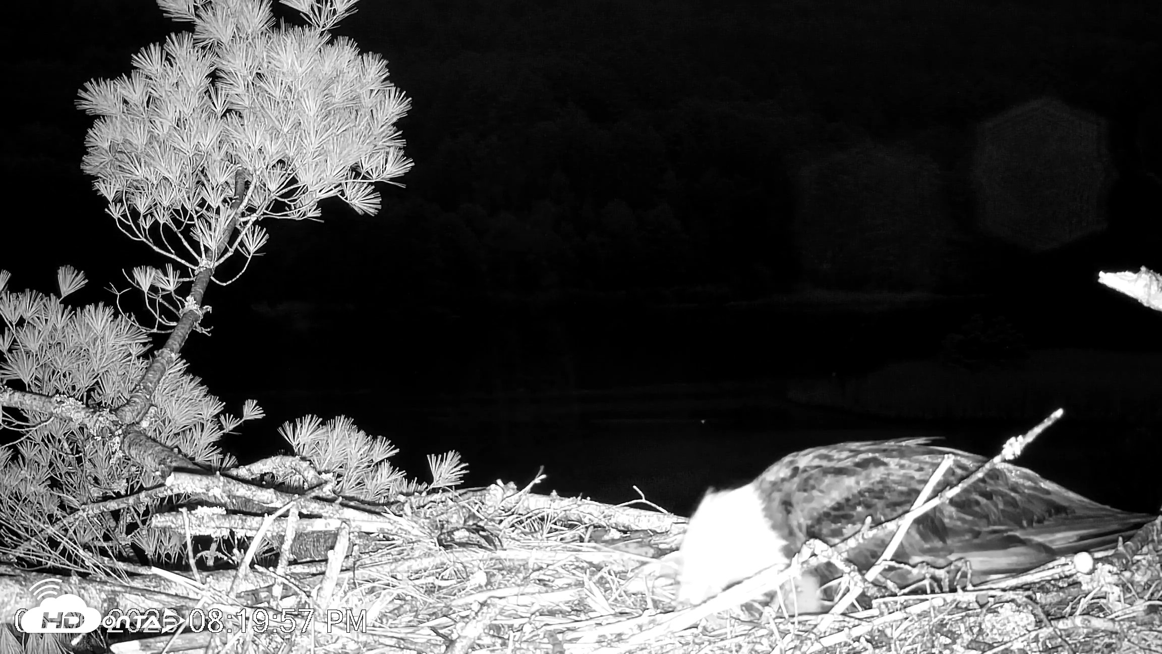 Snapshot of VINS Bald Eagles Nest Live Cams taken May 6, 2026, 8:23pm EDT