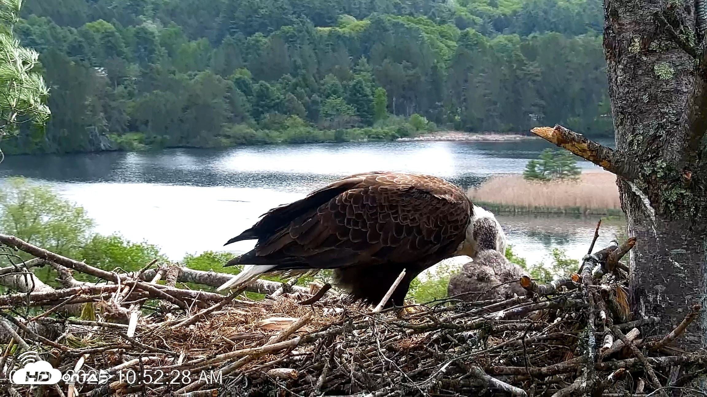 Snapshot of VINS Bald Eagles Nest Live Cams taken May 20, 2026, 10:53am EDT