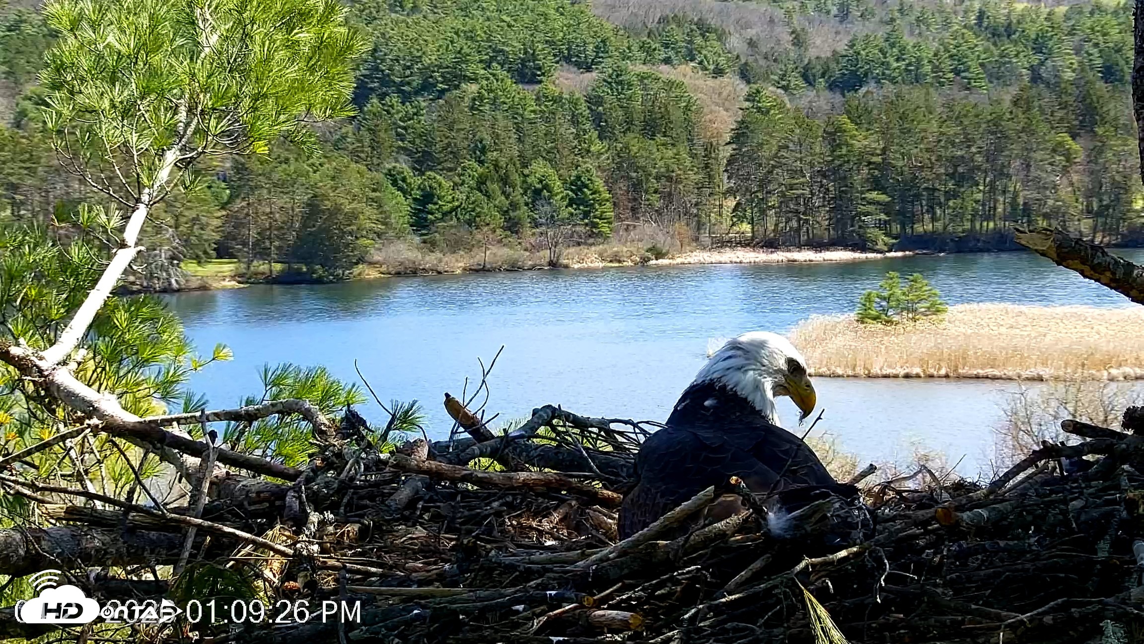 Snapshot of VINS Bald Eagles Nest Live Cams taken Apr 27, 2026, 1:10pm EDT