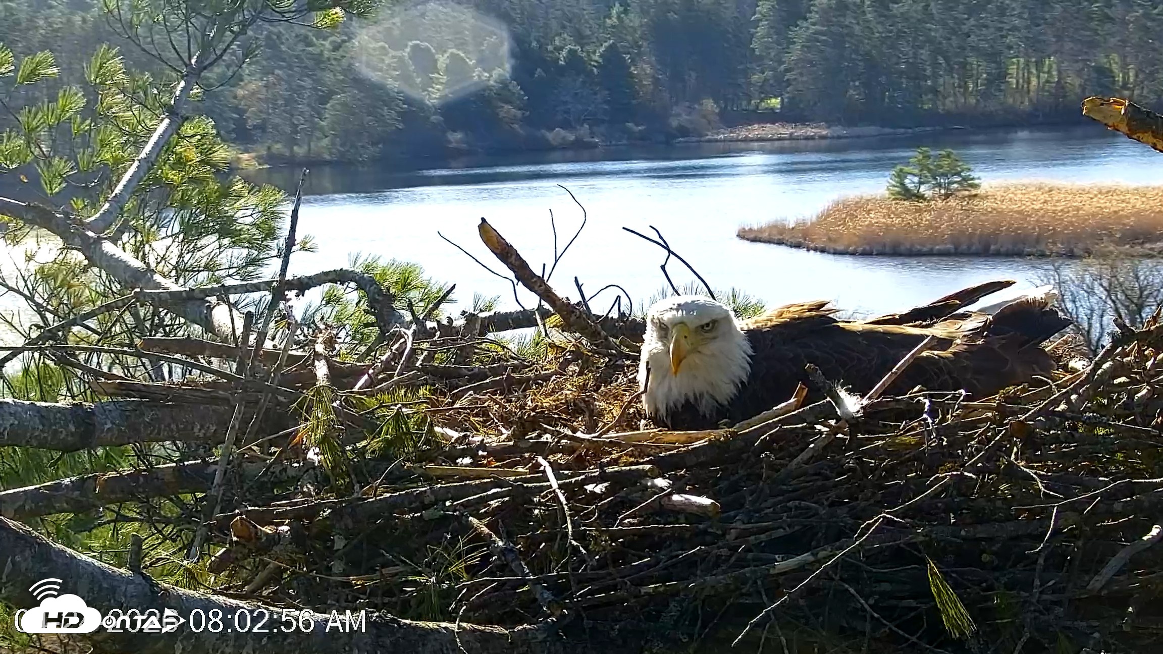 Snapshot of VINS Bald Eagles Nest Live Cams taken Apr 24, 2026, 8:03am EDT
