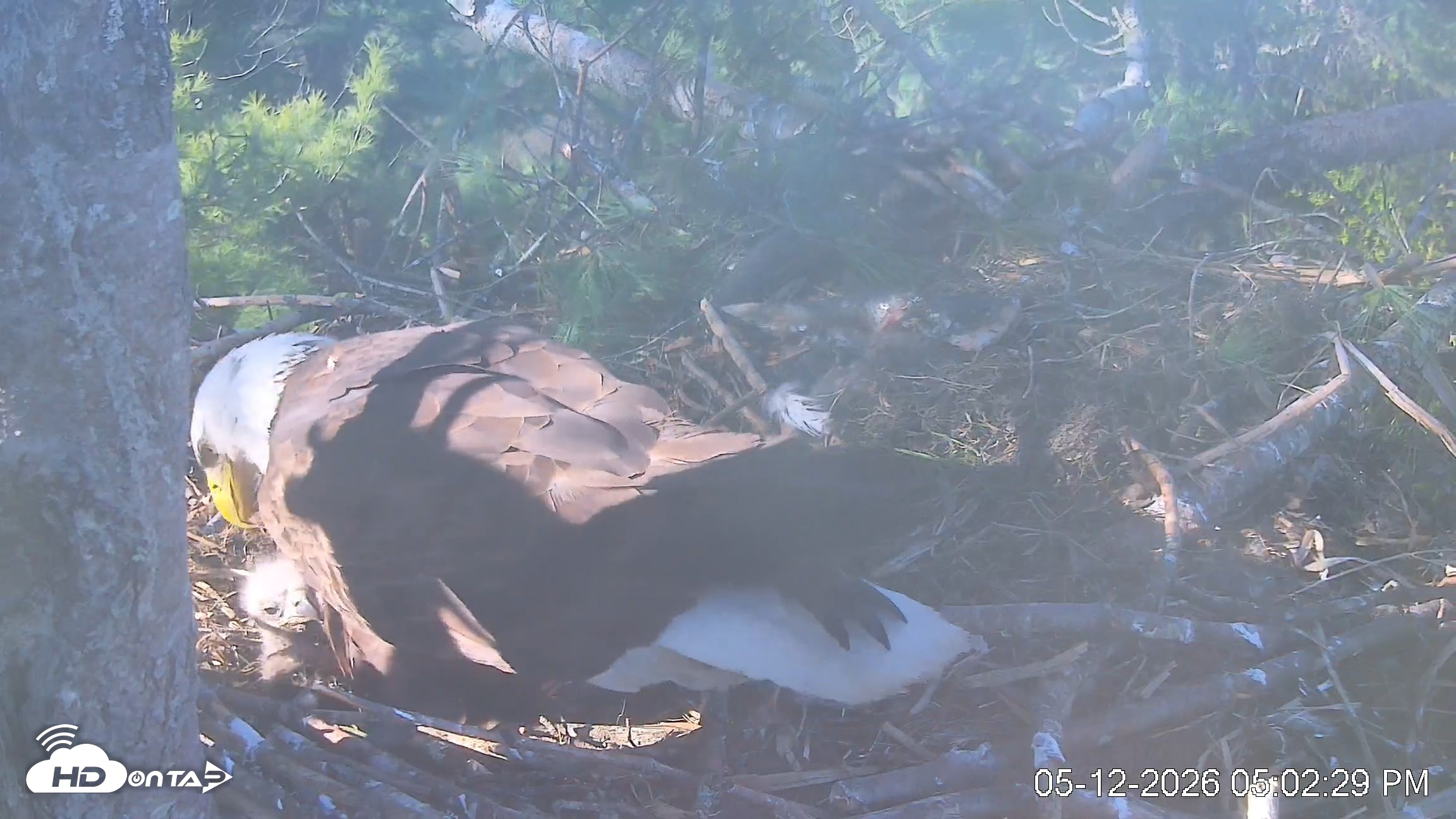 Snapshot of VINS Bald Eagles Nest Live Cams taken May 12, 2026, 5:03pm EDT