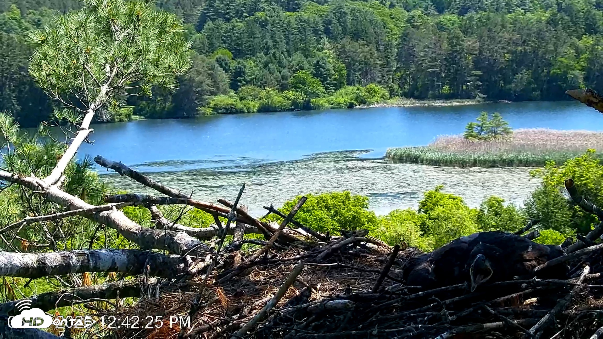 Snapshot of VINS Bald Eagles Nest Live Cams taken Jun 13, 2026, 12:43pm EDT