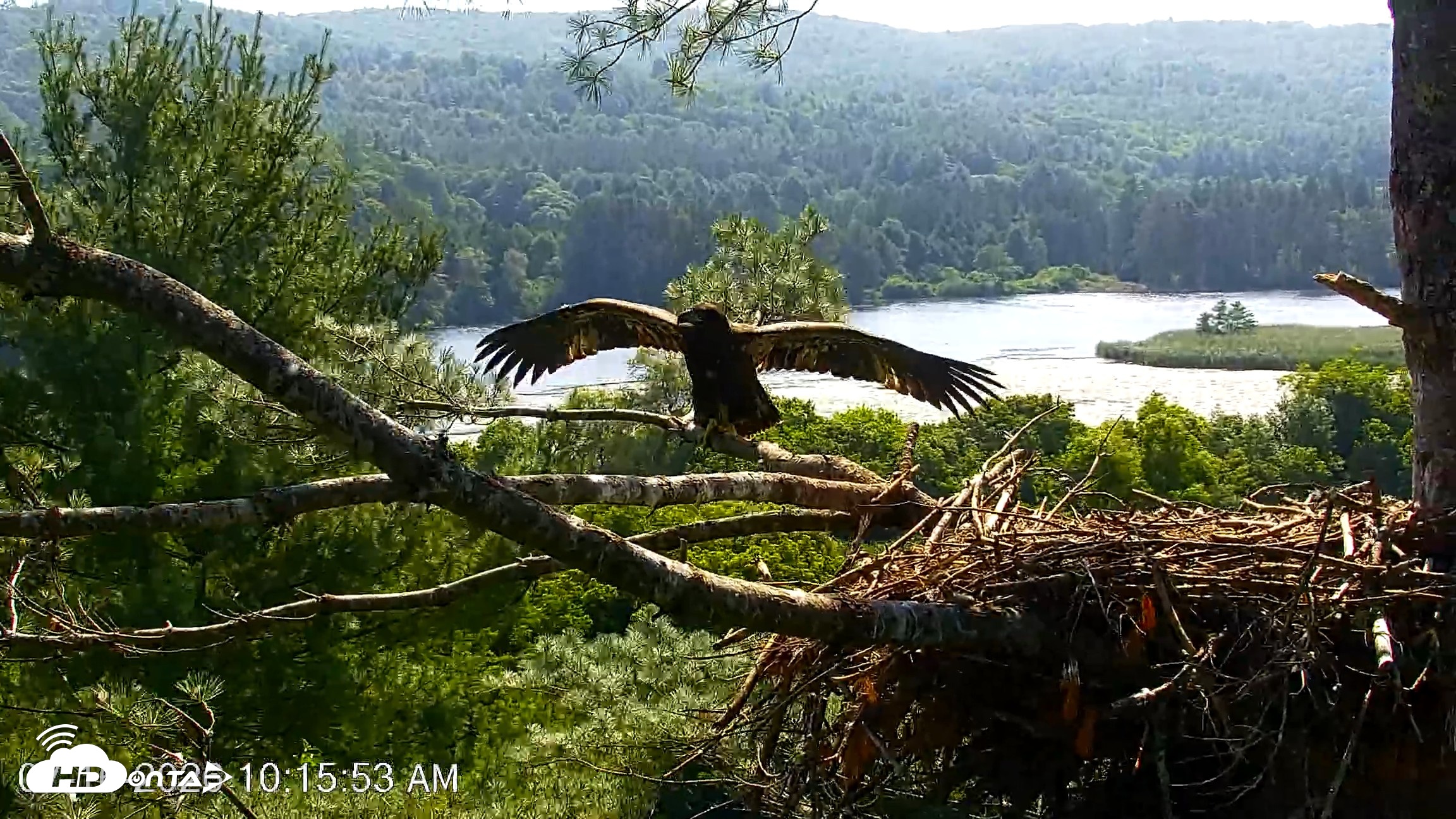 Snapshot of VINS Bald Eagles Nest Live Cams taken Jul 16, 2026, 10:16am EDT