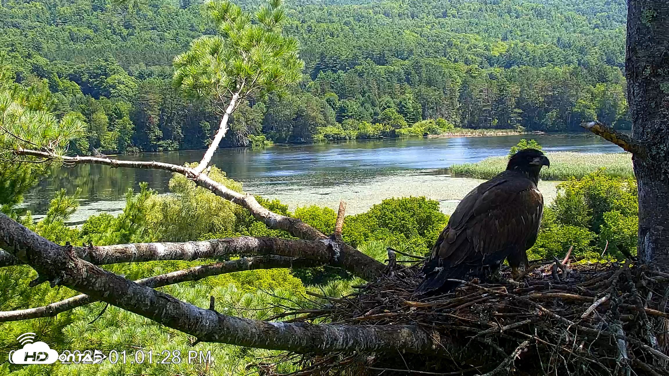 Snapshot of VINS Bald Eagles Nest Live Cams taken Jul 24, 2026, 1:02pm EDT