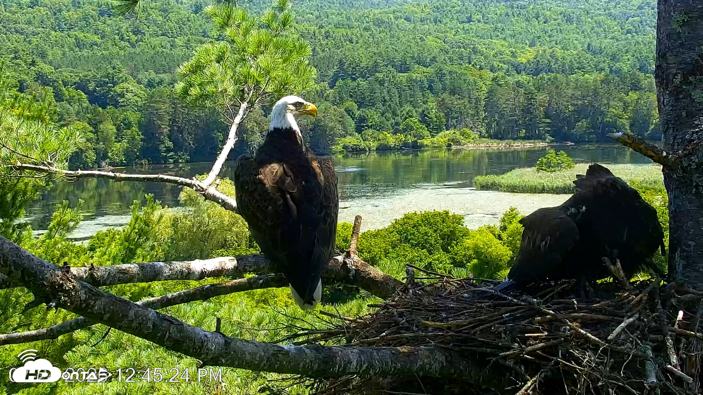 Snapshot of VINS Bald Eagles Nest Live Cams taken Jul 24, 2026, 12:46pm EDT