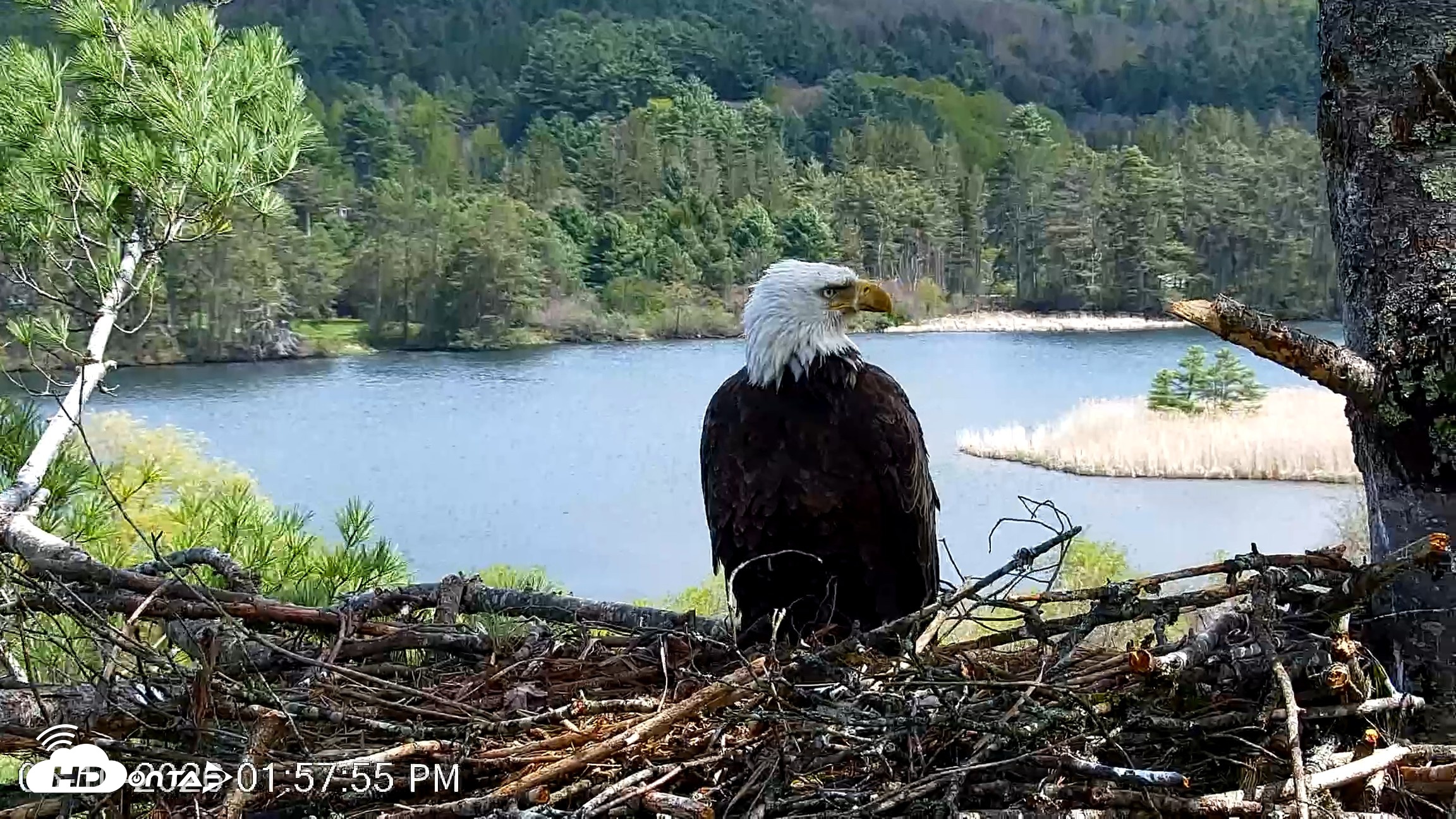 Snapshot of VINS Bald Eagles Nest Live Cams taken May 10, 2026, 1:58pm EDT