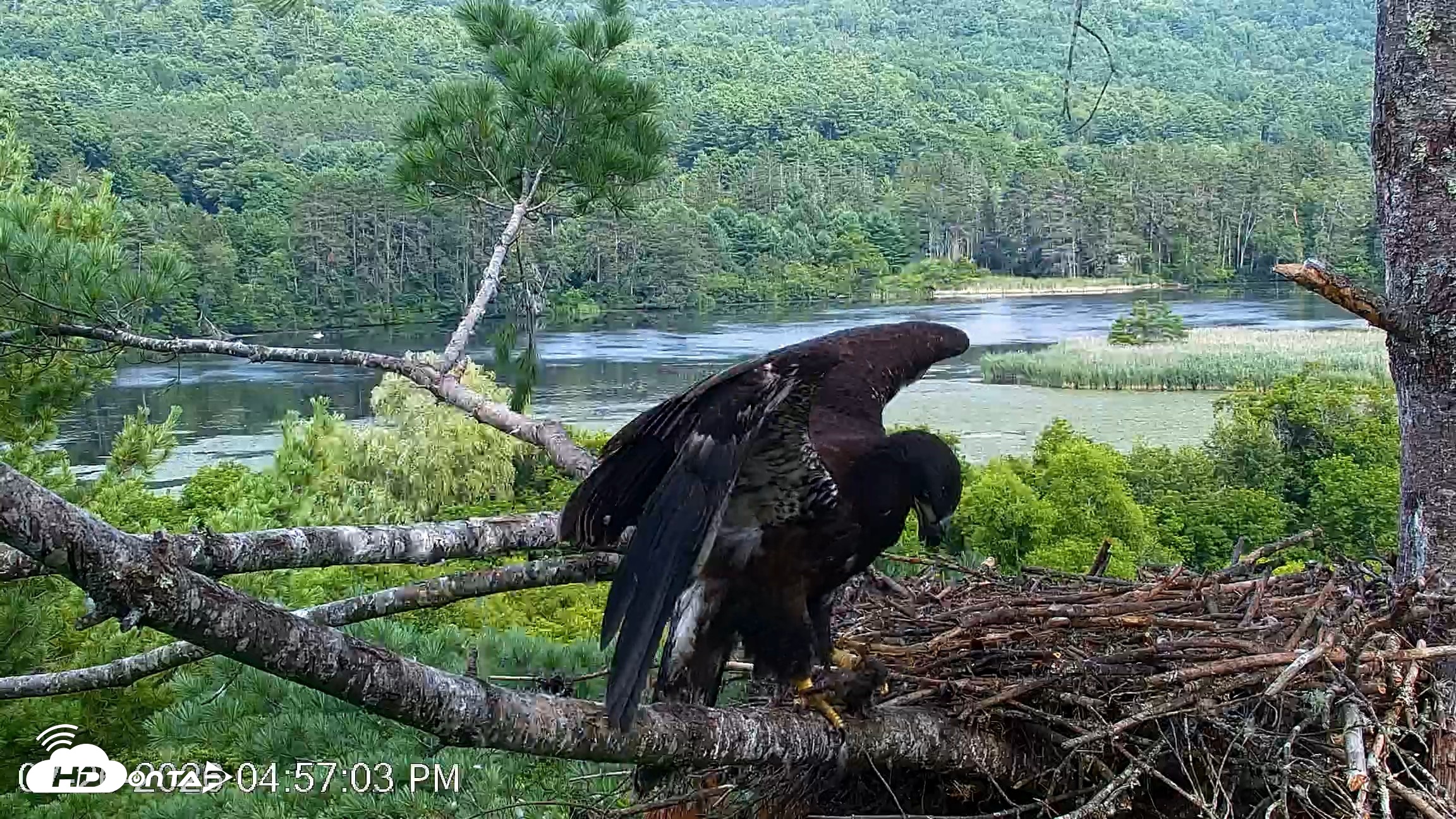 Snapshot of VINS Bald Eagles Nest Live Cams taken Jul 26, 2026, 4:57pm EDT