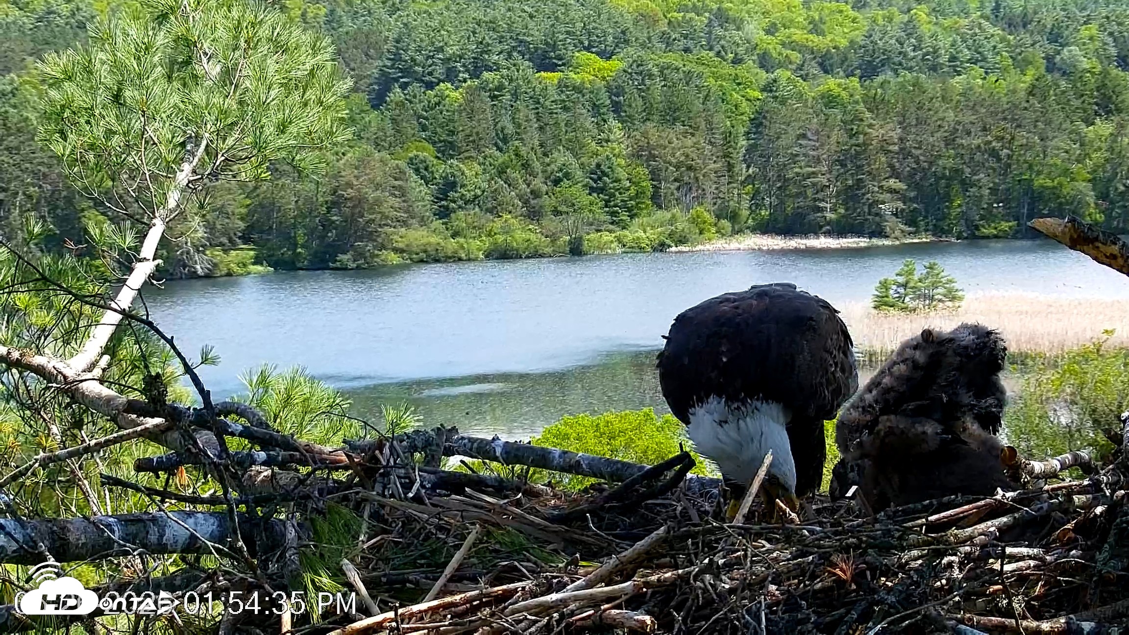 Snapshot of VINS Bald Eagles Nest Live Cams taken May 26, 2026, 1:55pm EDT