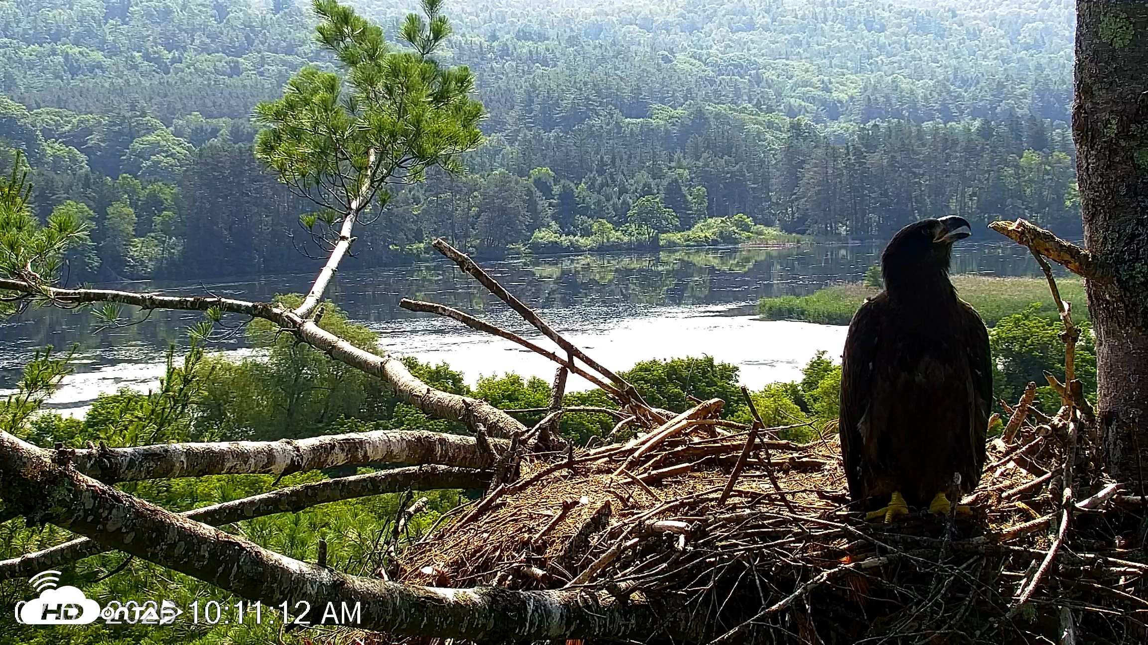 Snapshot of VINS Bald Eagles Nest Live Cams taken Jul 1, 2026, 10:14am EDT