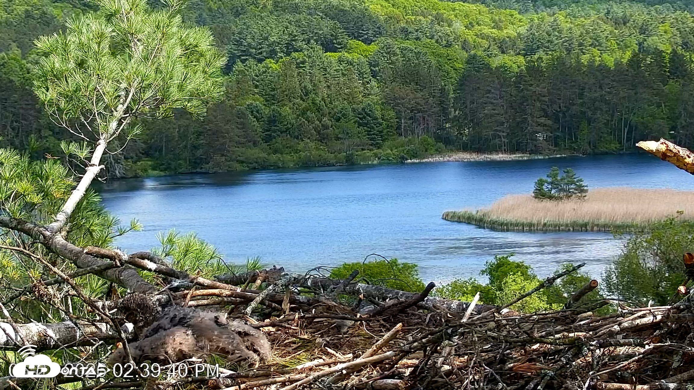 Snapshot of VINS Bald Eagles Nest Live Cams taken May 27, 2026, 2:40pm EDT