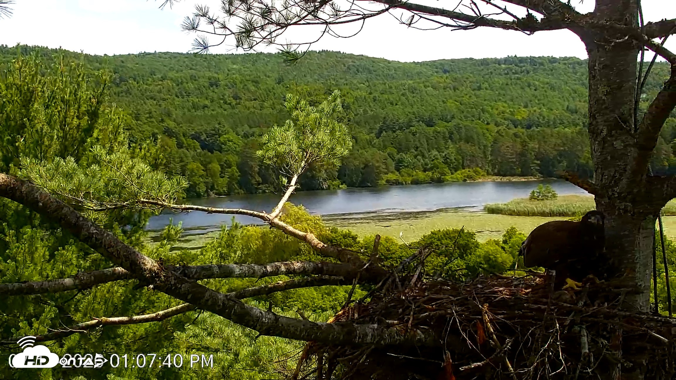 Snapshot of VINS Bald Eagles Nest Live Cams taken Jul 17, 2026, 1:08pm EDT