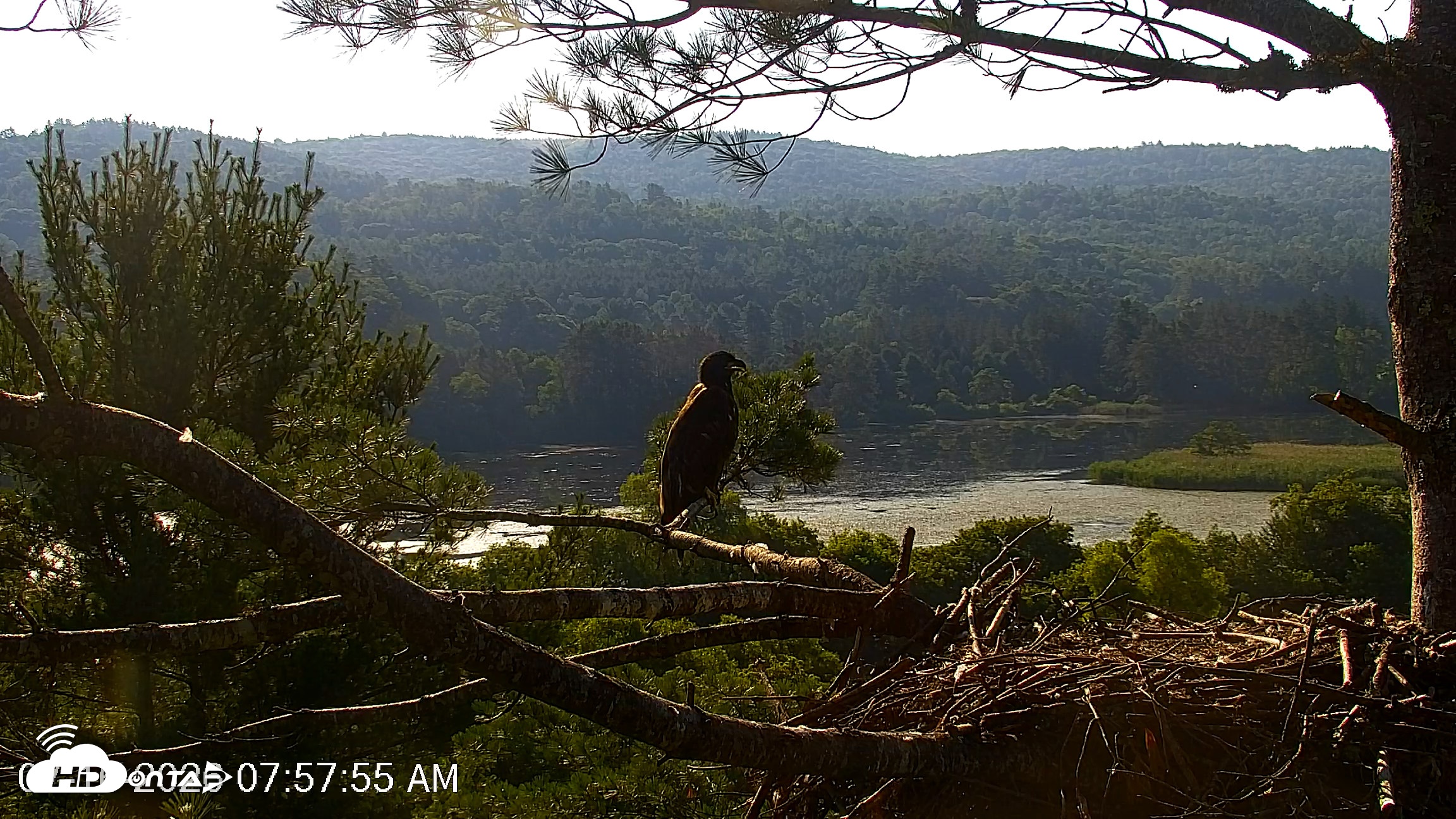 Snapshot of VINS Bald Eagles Nest Live Cams taken Jul 16, 2026, 7:59am EDT