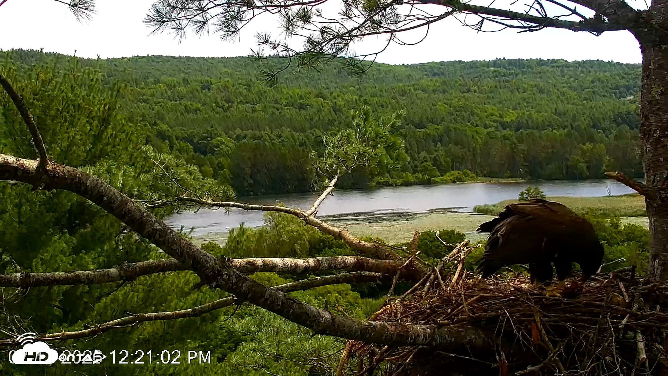 Snapshot of VINS Bald Eagles Nest Live Cams taken Jul 17, 2026, 12:21pm EDT