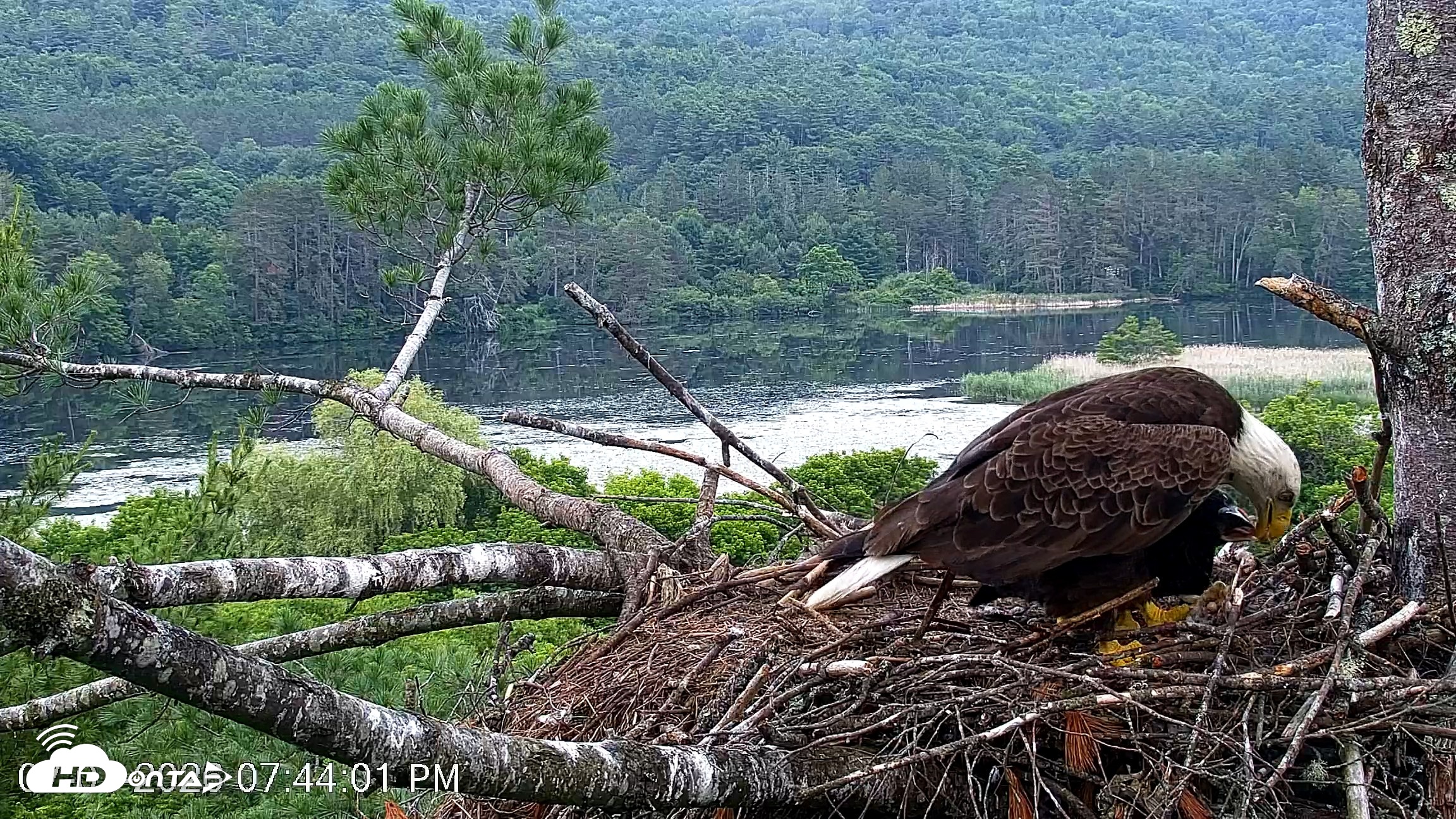 Snapshot of VINS Bald Eagles Nest Live Cams taken Jul 1, 2026, 7:45pm EDT