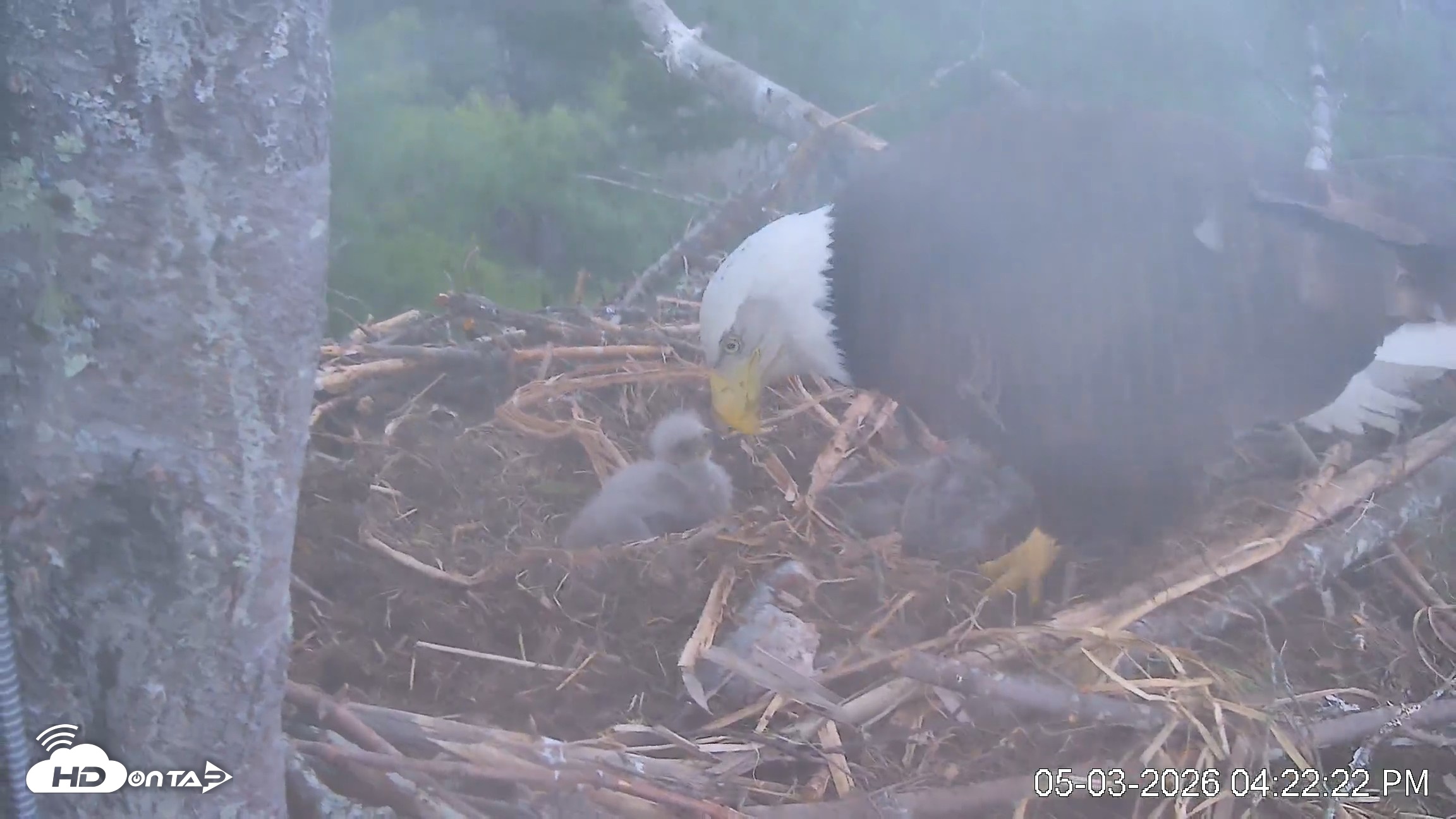 Snapshot of VINS Bald Eagles Nest Live Cams taken May 3, 2026, 4:23pm EDT