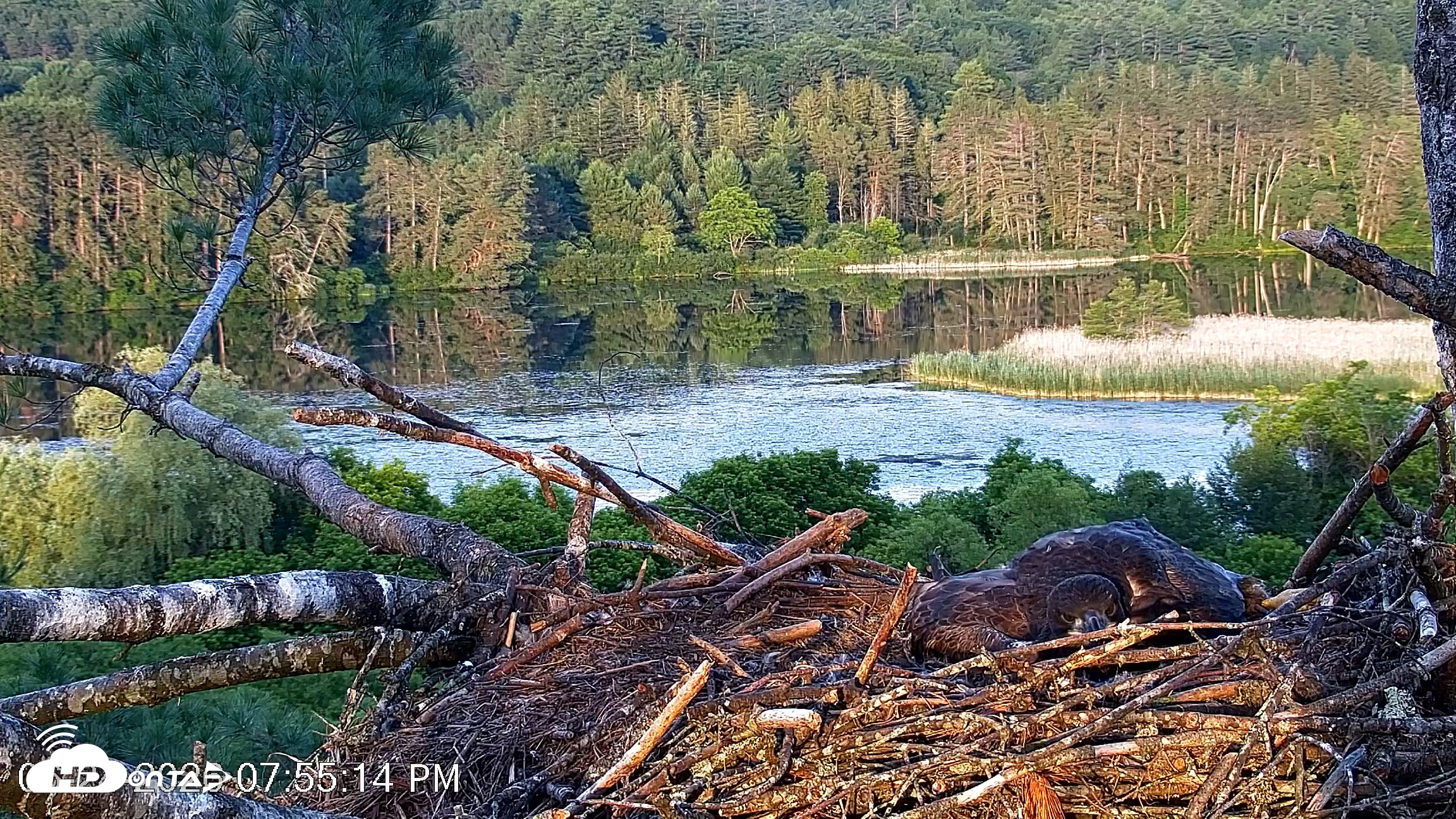 Snapshot of VINS Bald Eagles Nest Live Cams taken Jun 24, 2026, 7:55pm EDT