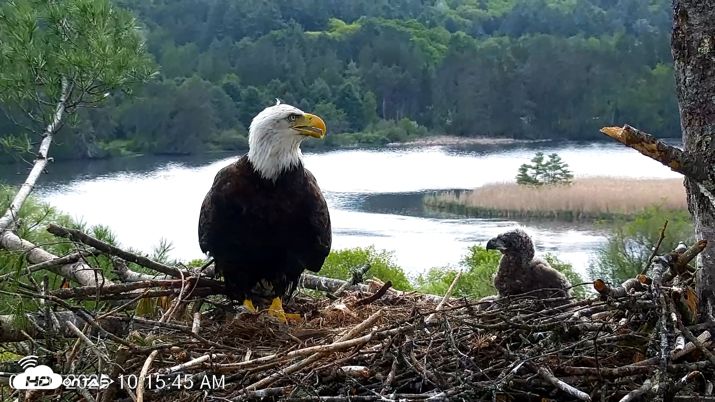 Snapshot of VINS Bald Eagles Nest Live Cams taken May 20, 2026, 10:16am EDT