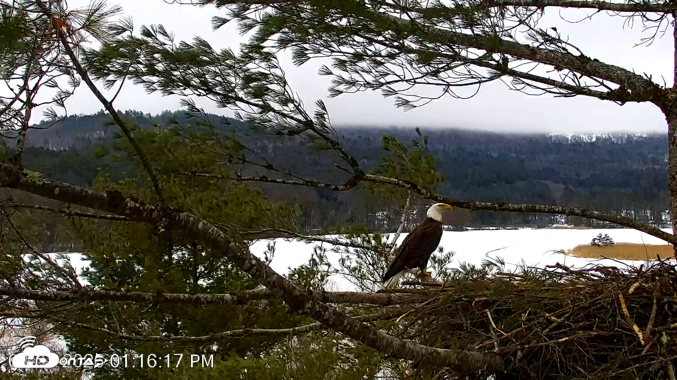 Snapshot of VINS Bald Eagles Nest Live Cams taken Mar 7, 2026, 1:17pm EST
